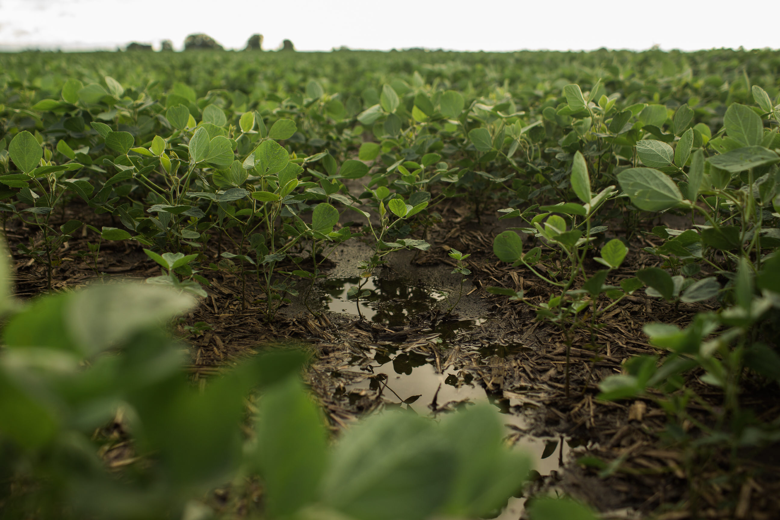 U.S. needs to build or maintain all crop acres to increase stocks - Vimarsana News