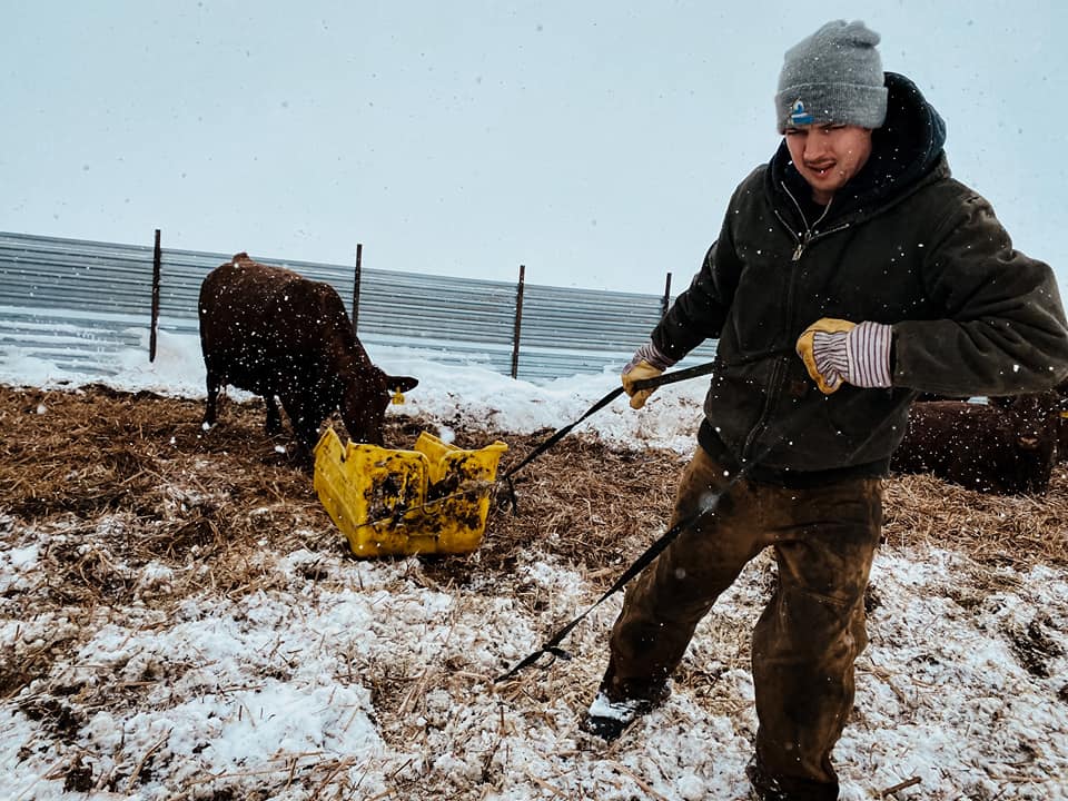 Sen. Kevin Cramer requests USDA up the value on newborn calves under Livestock Indemnity Program - Vimarsana News