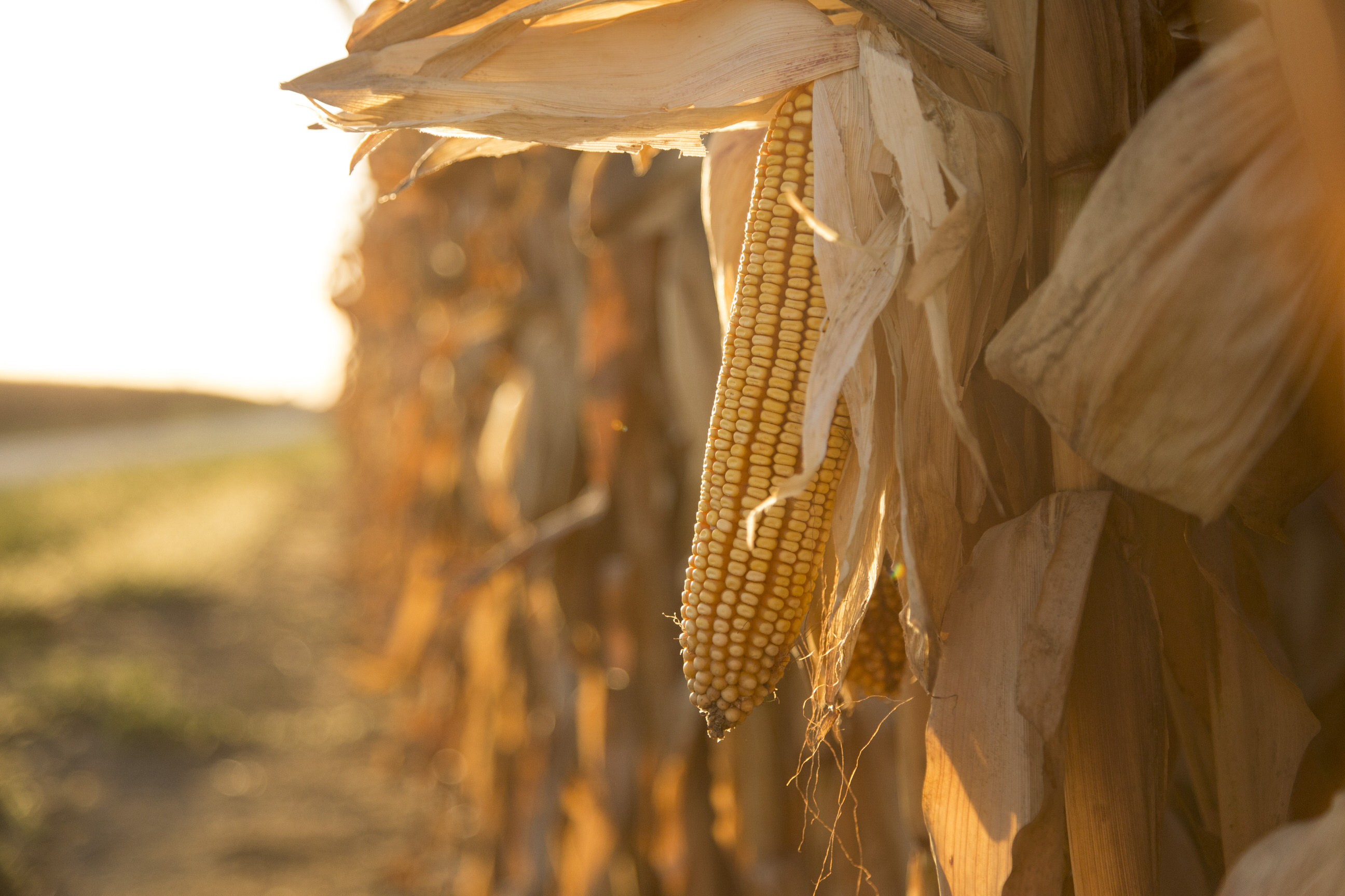 From hand husking to chopping silage, corn harvest holds special memories - Vimarsana News