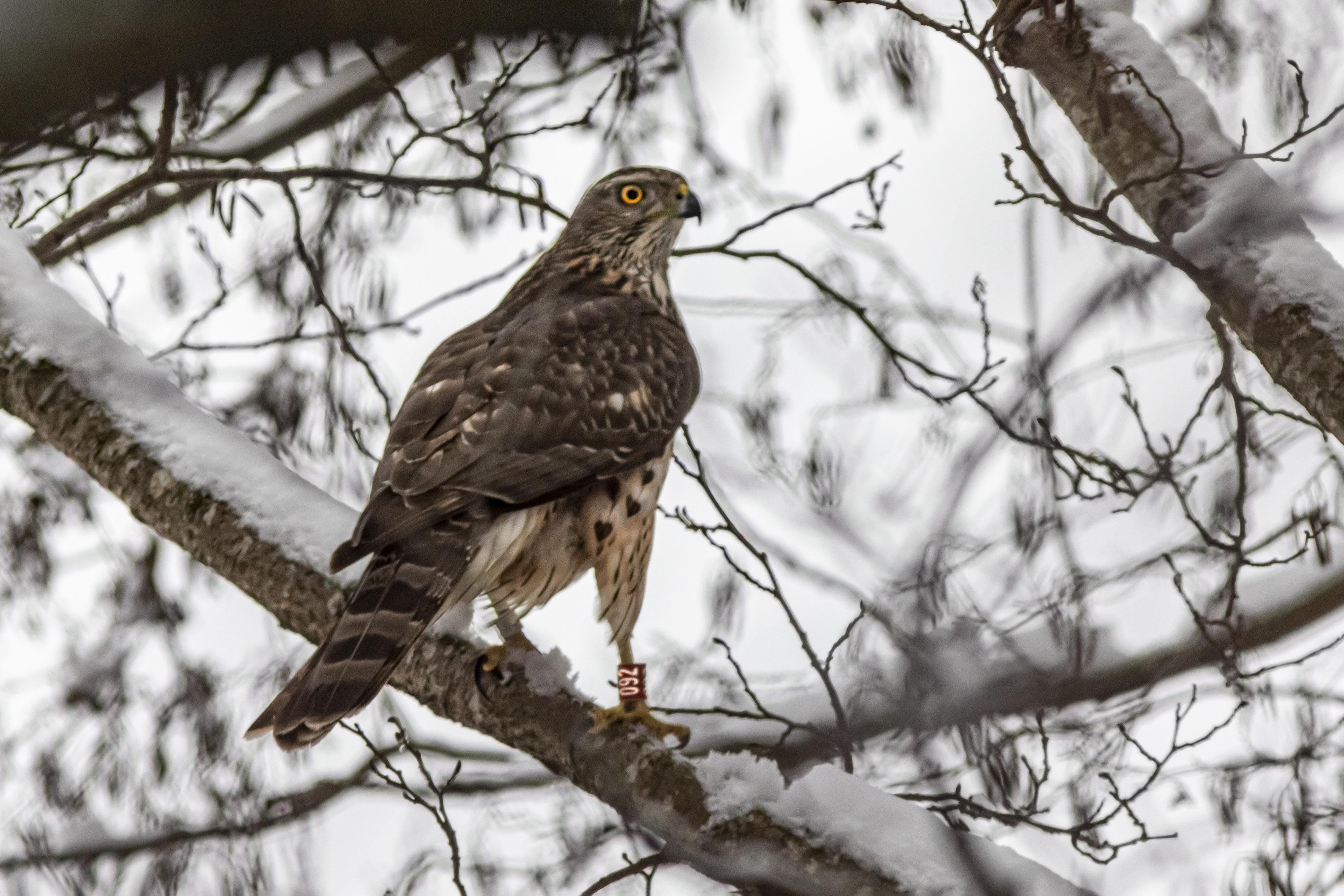 BLANE KLEMEK OUTDOORS: Minnesota's northern goshawks are finding plenty of suitable habitats - Bemidji Pioneer | News, weather and sports from Bemidji, Minnesota - Vimarsana News