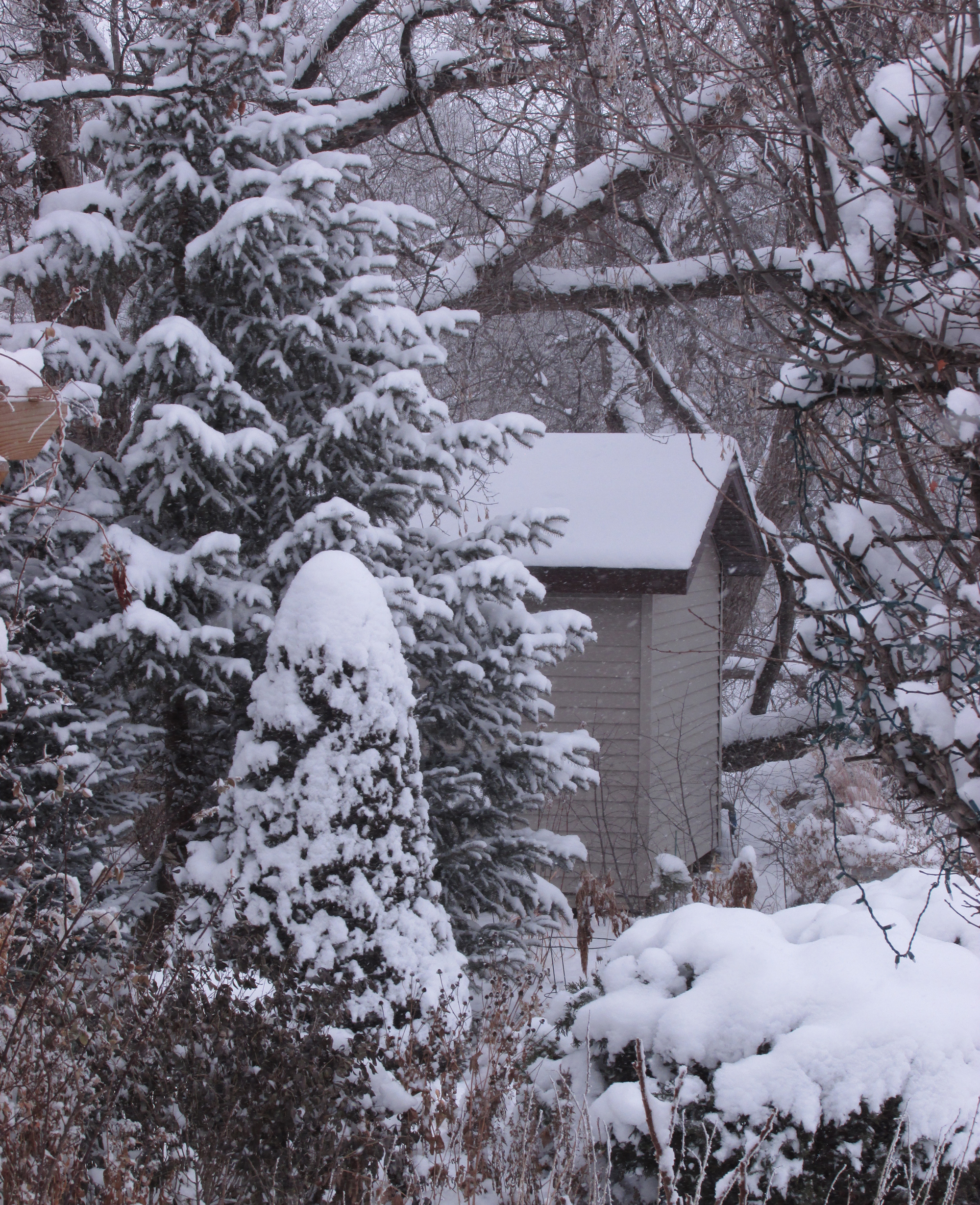 Evergreens are great for the winter landscape - Vimarsana News