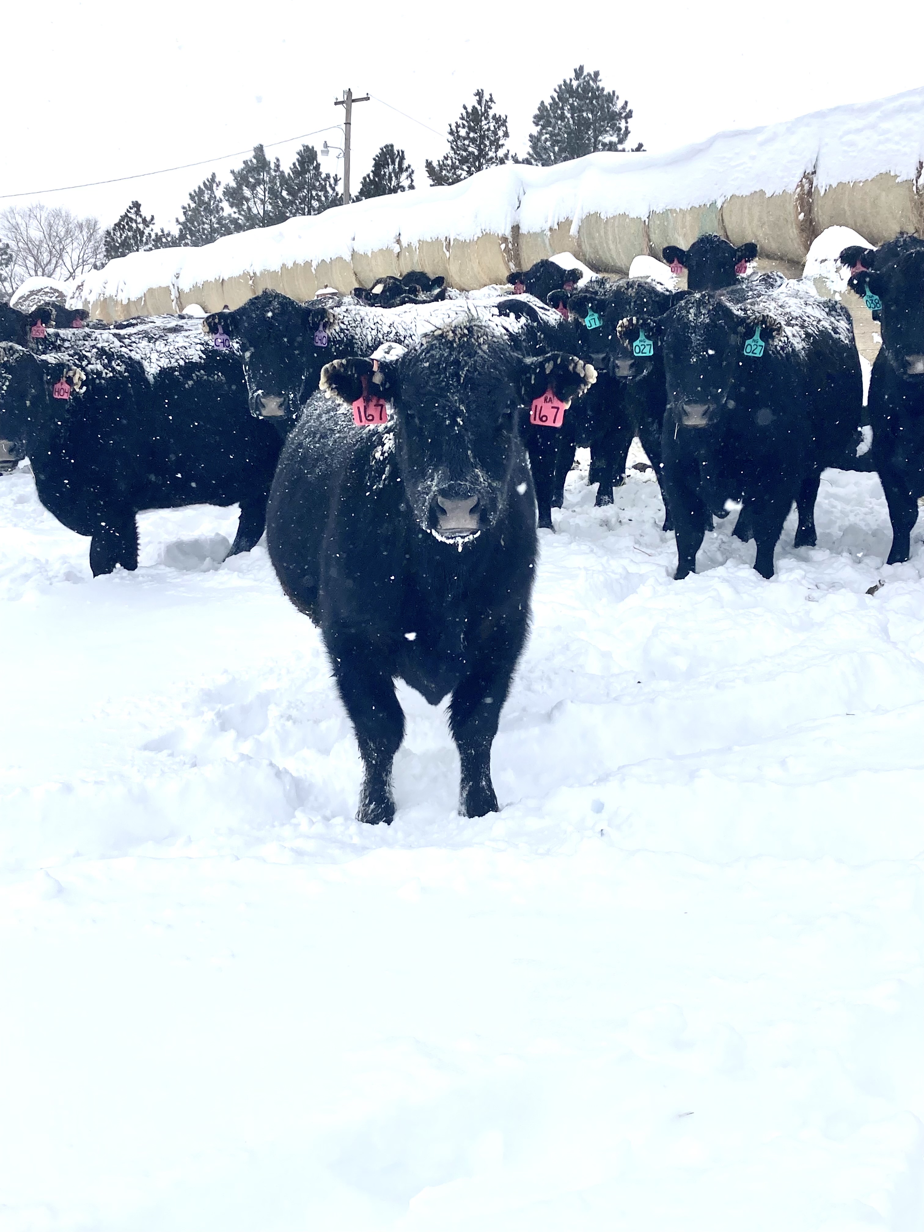 Blizzards, business moves, Bill Gates and war: A look back at agriculture in 2022 - Vimarsana News