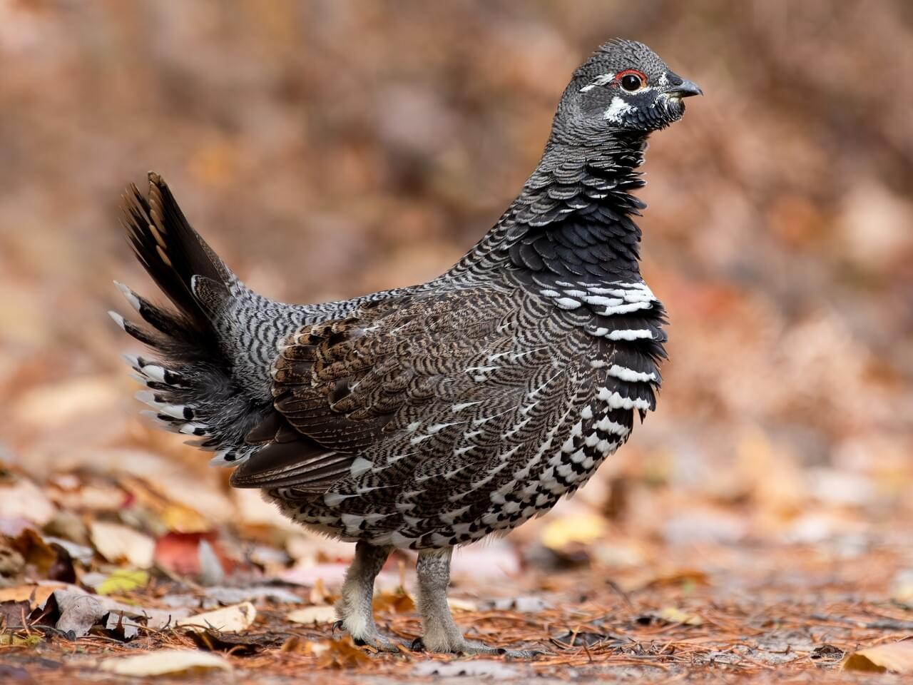 BLANE KLEMEK OUTDOORS: Minnesota is home to both forest-dwelling, open landscape grouse - Vimarsana News
