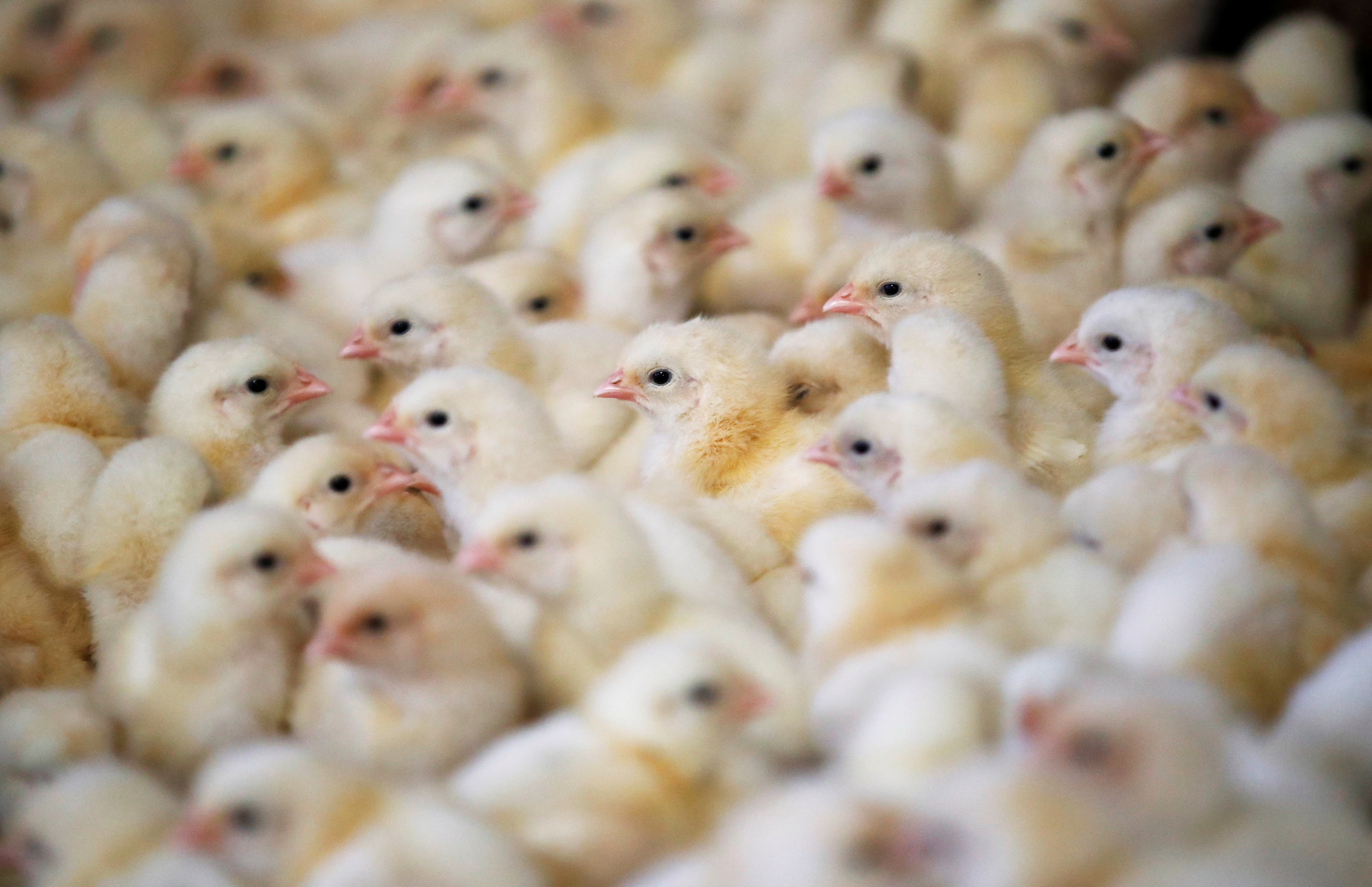U.S. considers vaccines to protect poultry from deadly bird flu - Vimarsana News