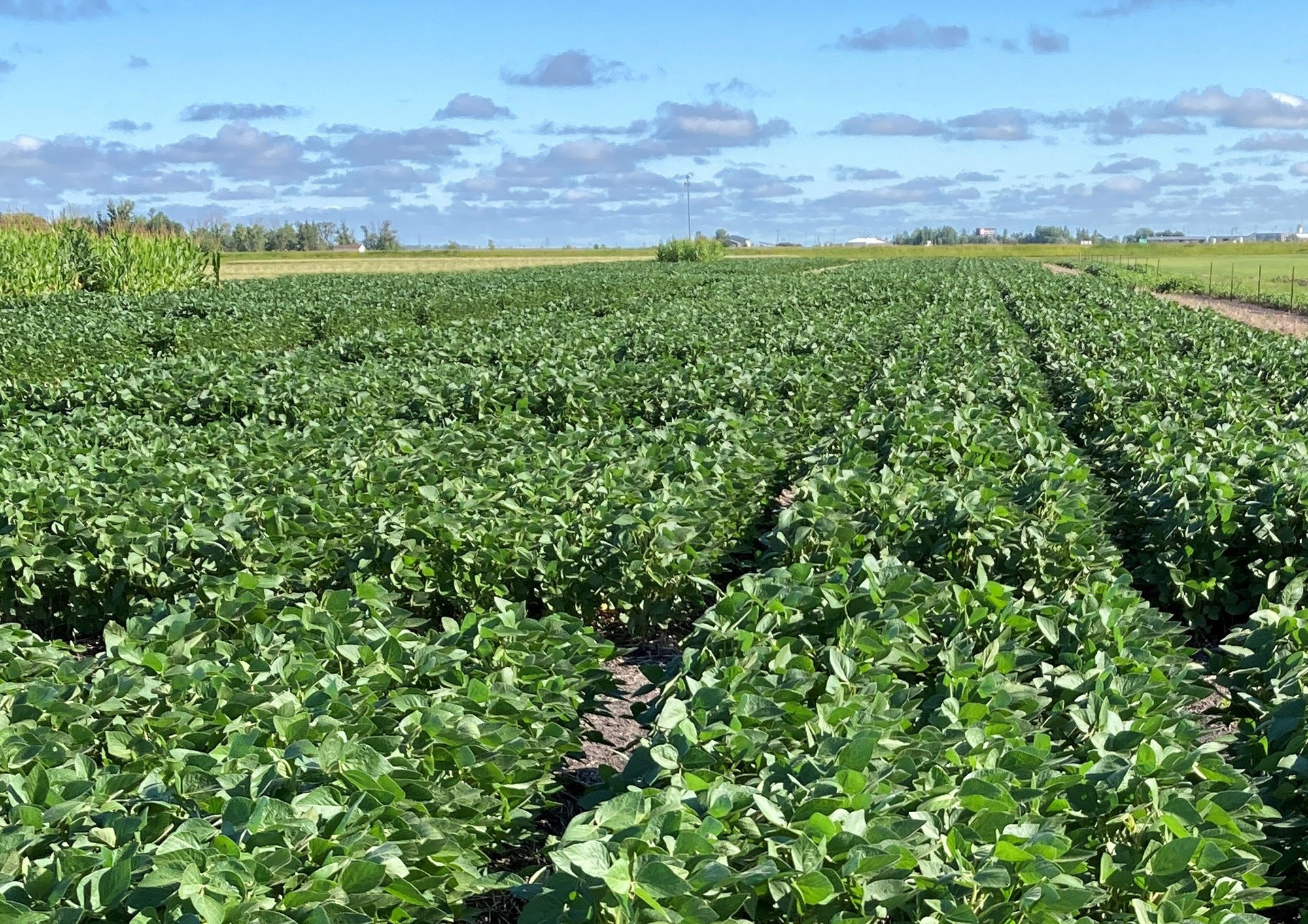 Getting It Right in Soybean Production update set for Dec. 20 - Vimarsana News
