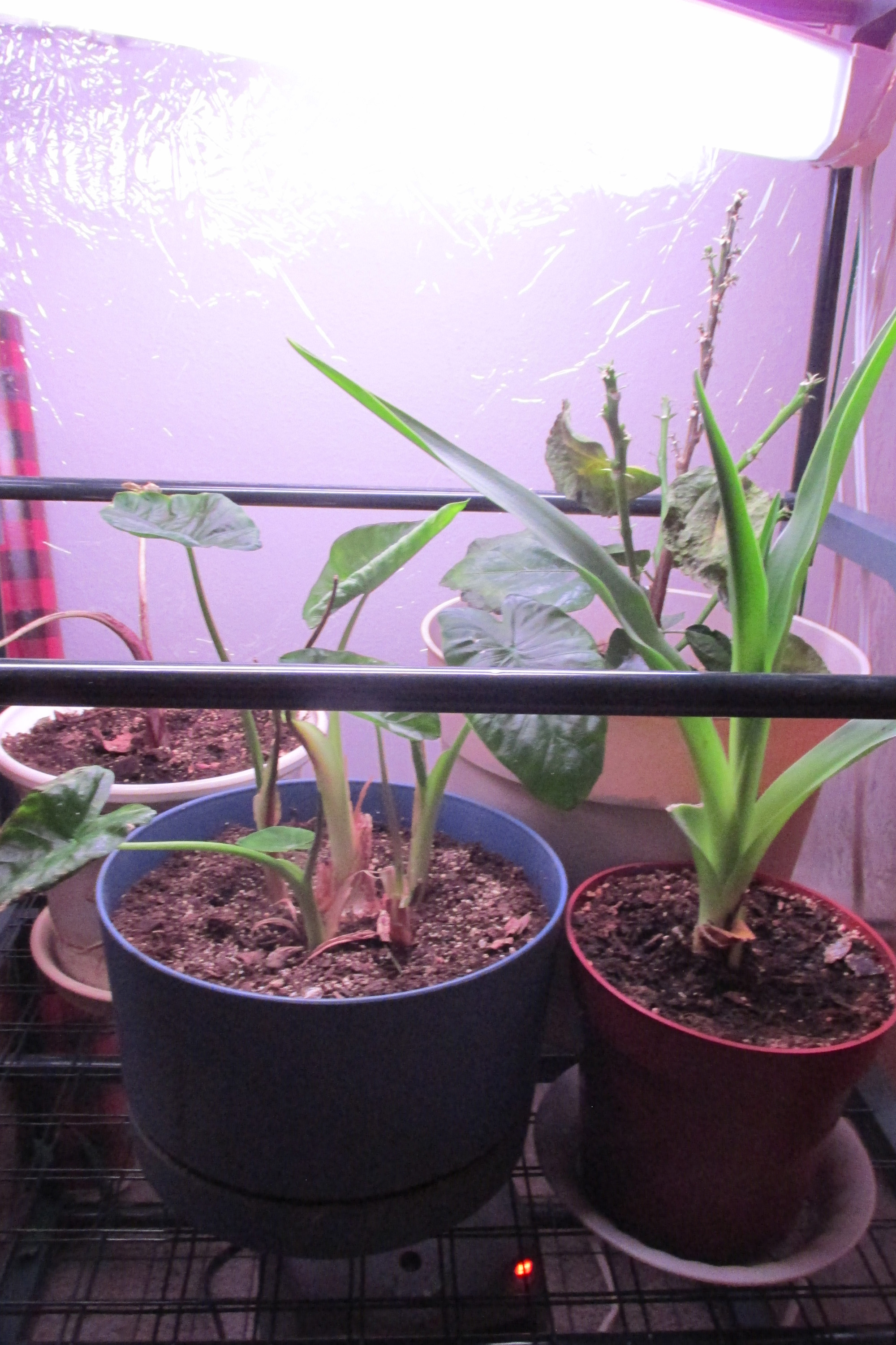 It's the last battle of the houseplants - Vimarsana News