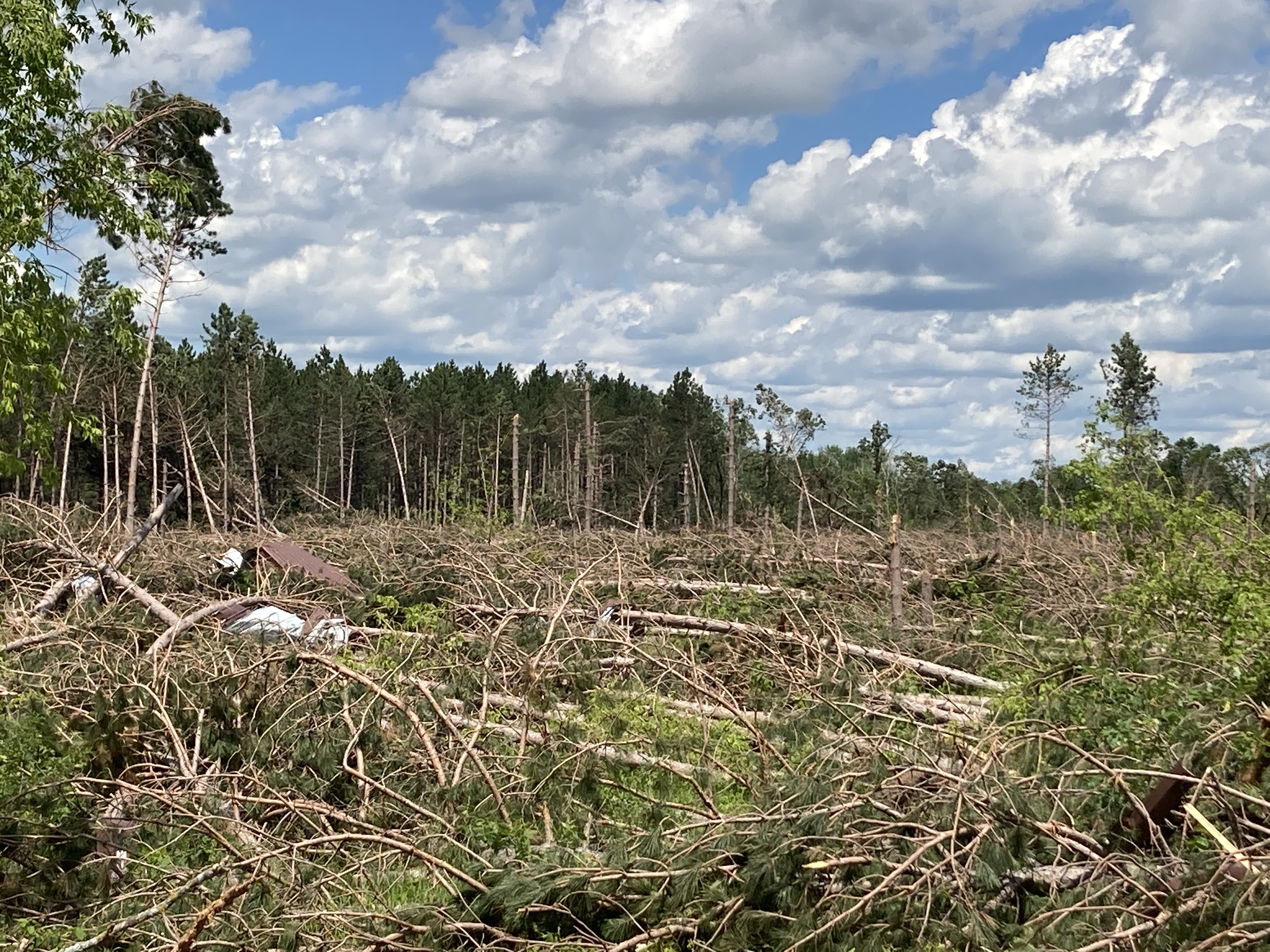 This historic central Minnesota park is almost unrecognizable after a tornado flattened it - Vimarsana News