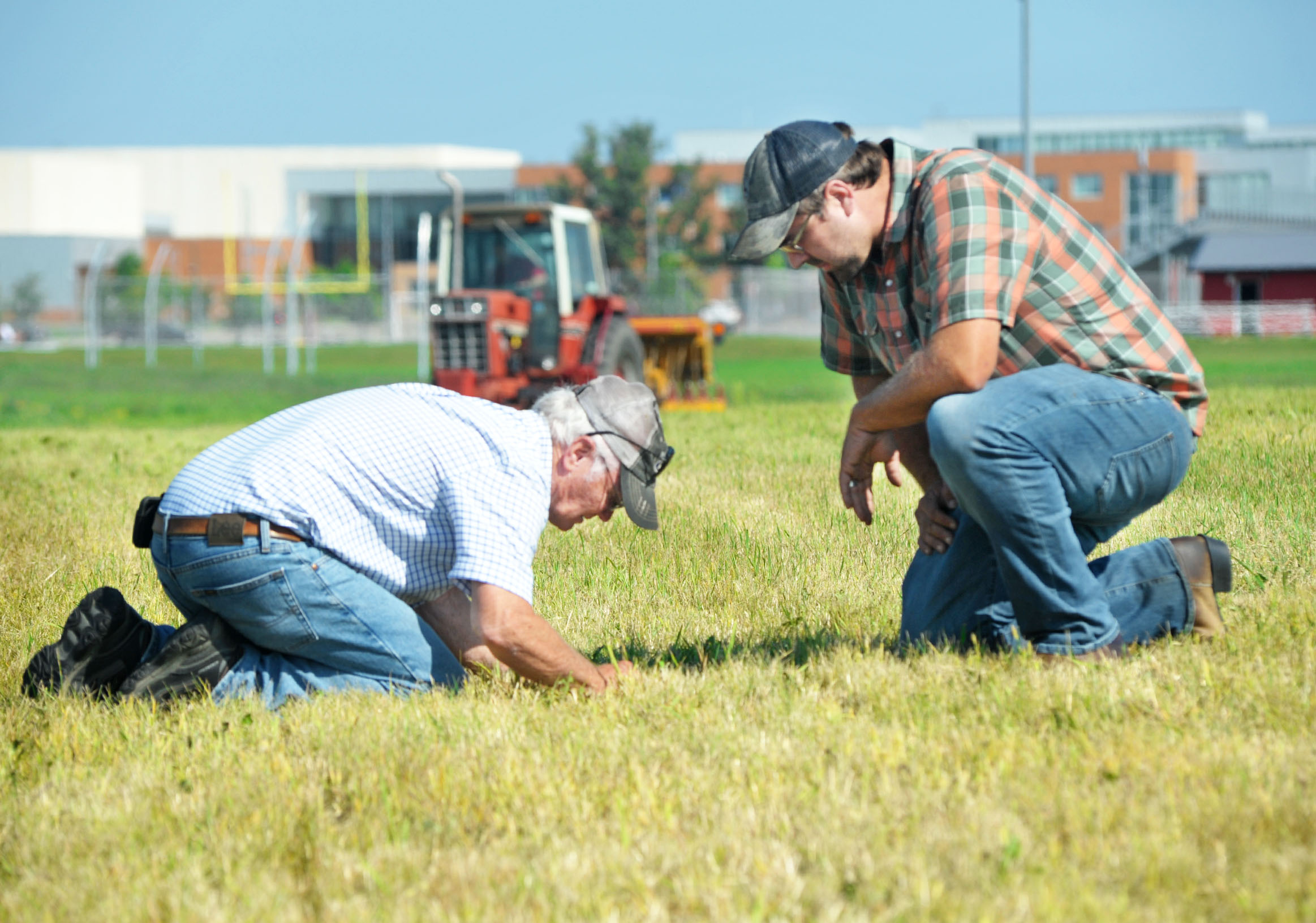 Versatile grain, Kernza, takes root near Alexandria Area High School - Vimarsana News
