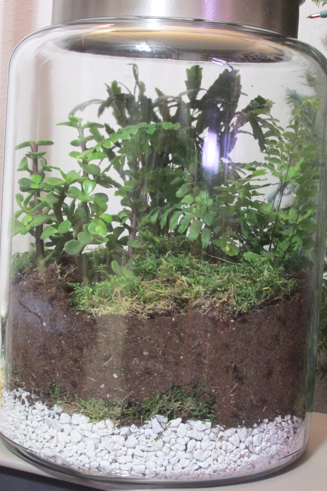 Try growing a little indoor garden​​​ - Vimarsana News