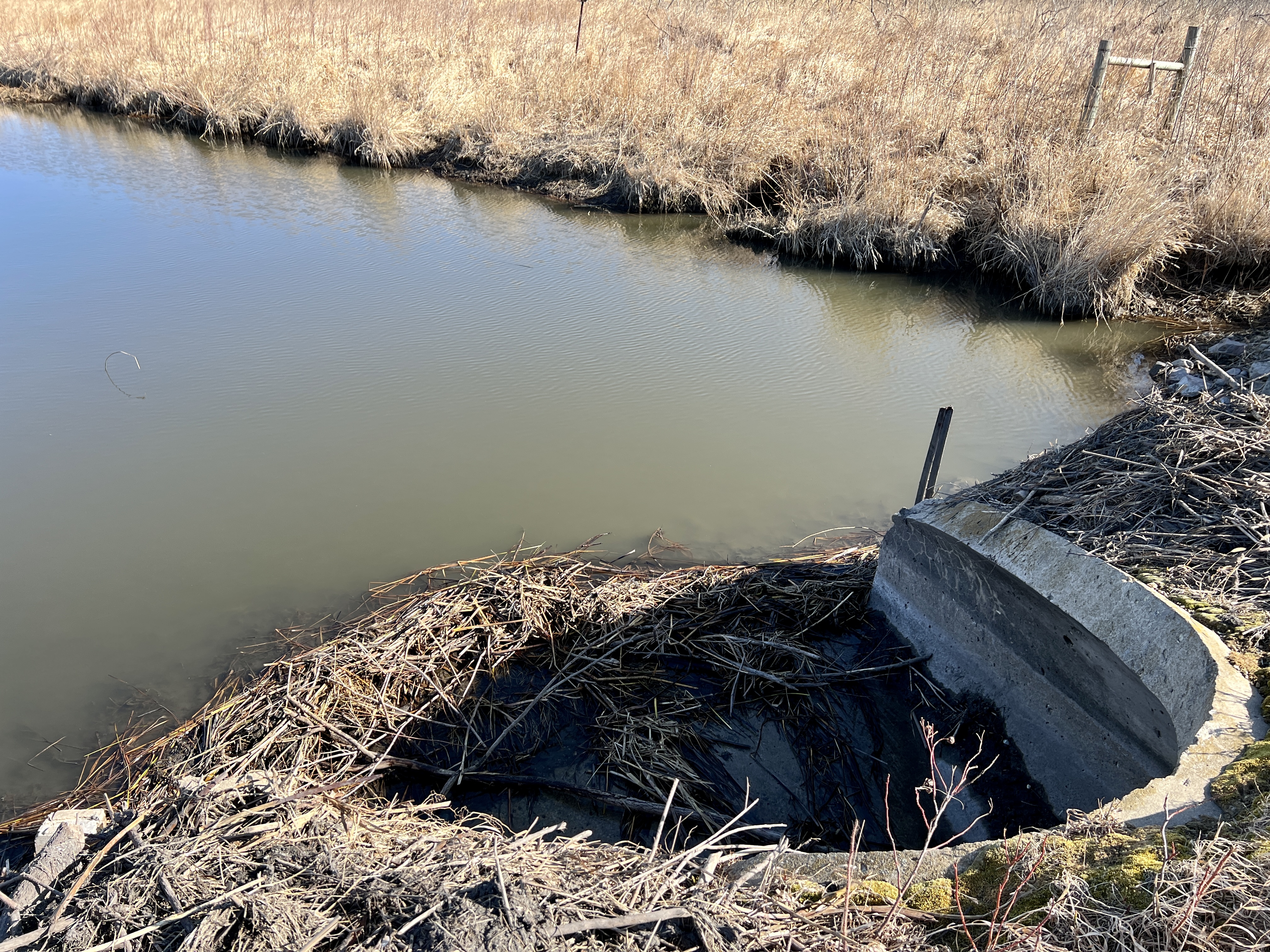 Dammed: Beavers return to block culverts, halt water flow - Vimarsana News