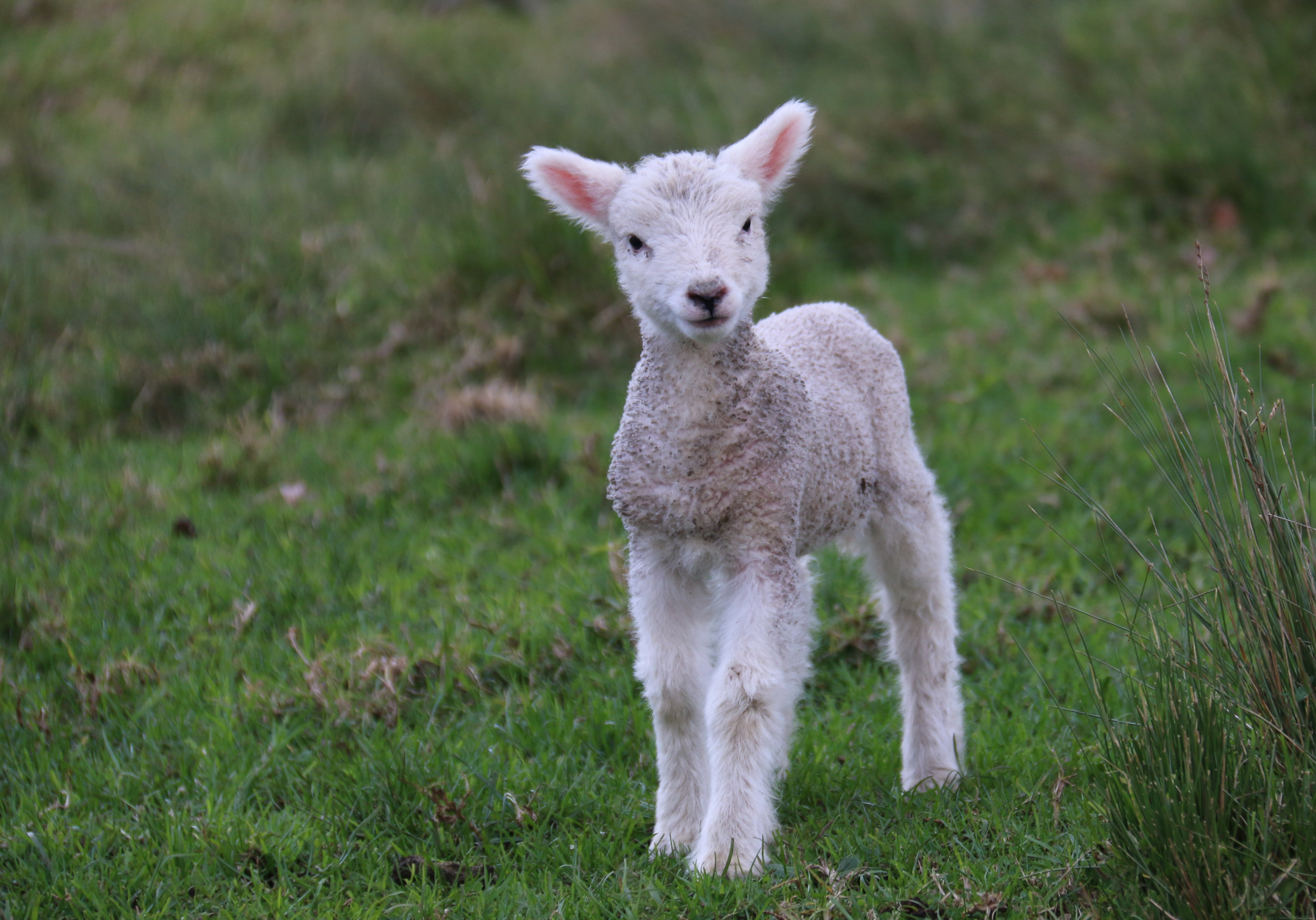 Lambing Time Short Course and Bus Tour planned - Vimarsana News