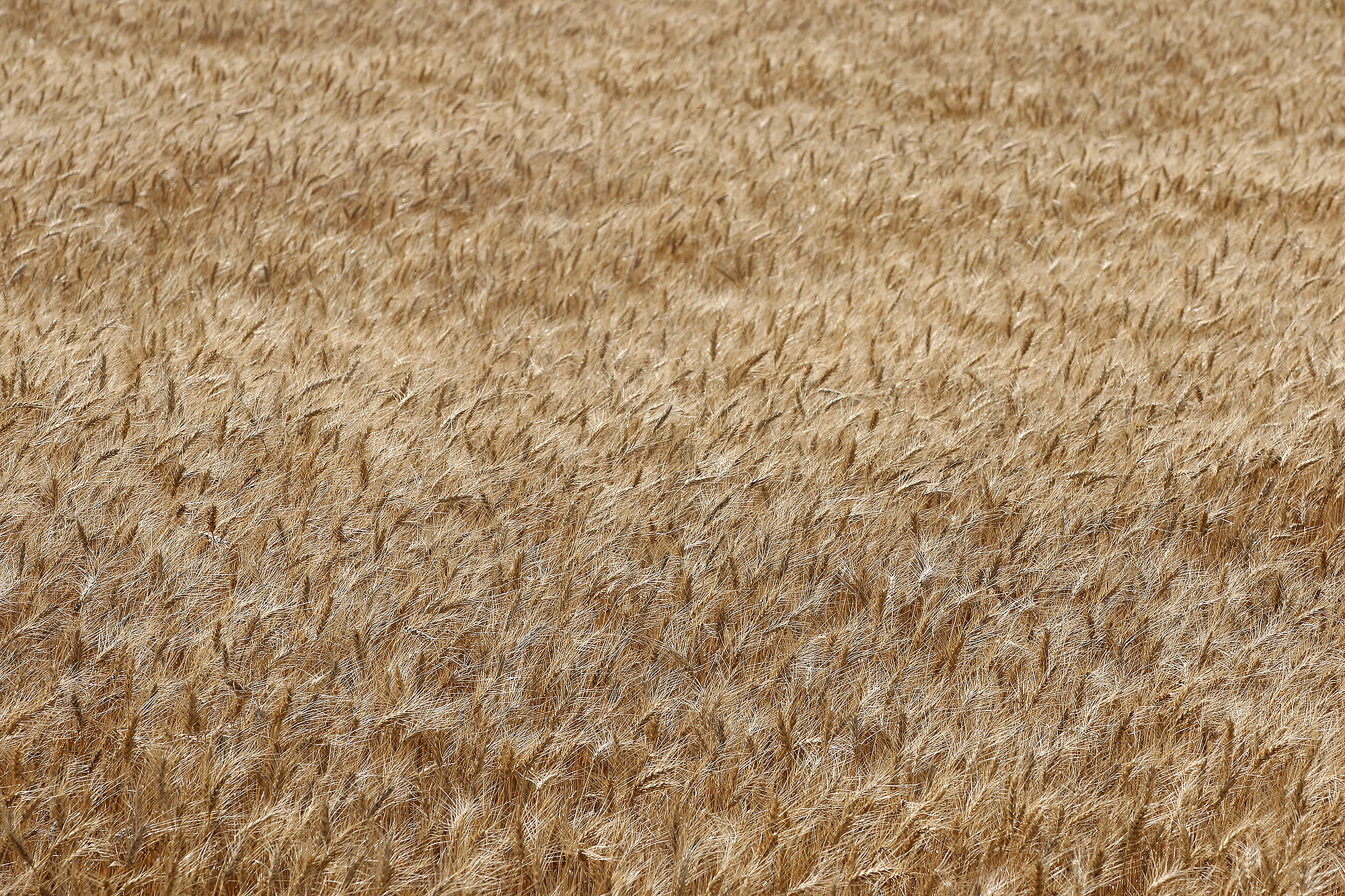 Expert says area crops look good; corn, soybeans depend on frost - Vimarsana News