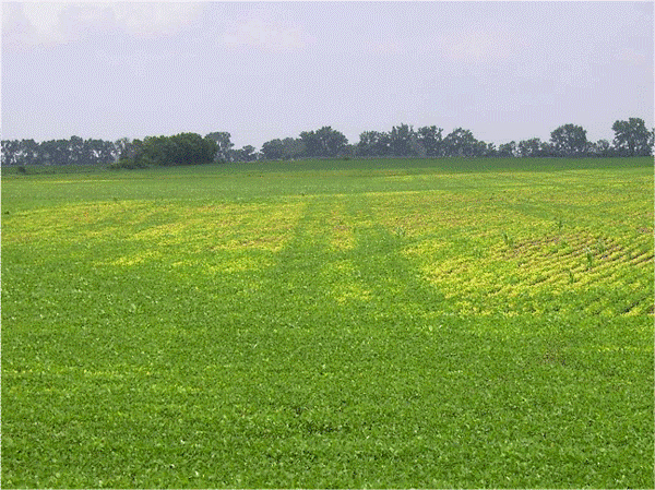 Green wheel tracks in a sea of yellow? Many factors affect iron deficiency chlorosis in soybeans - Vimarsana News