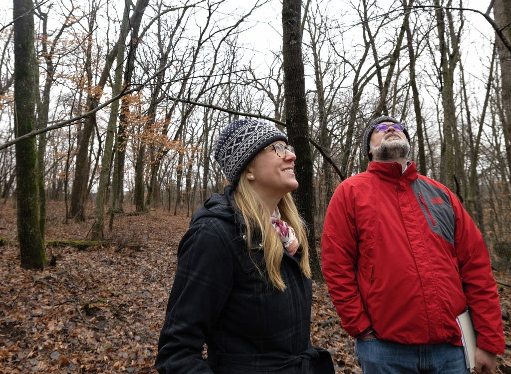 In Rochester, unlikely activists rally to save heron nests - Vimarsana News