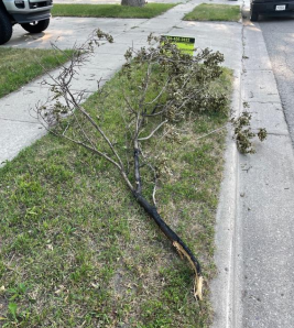Power outage Sunday in Willmar caused by fallen tree branch - Vimarsana News