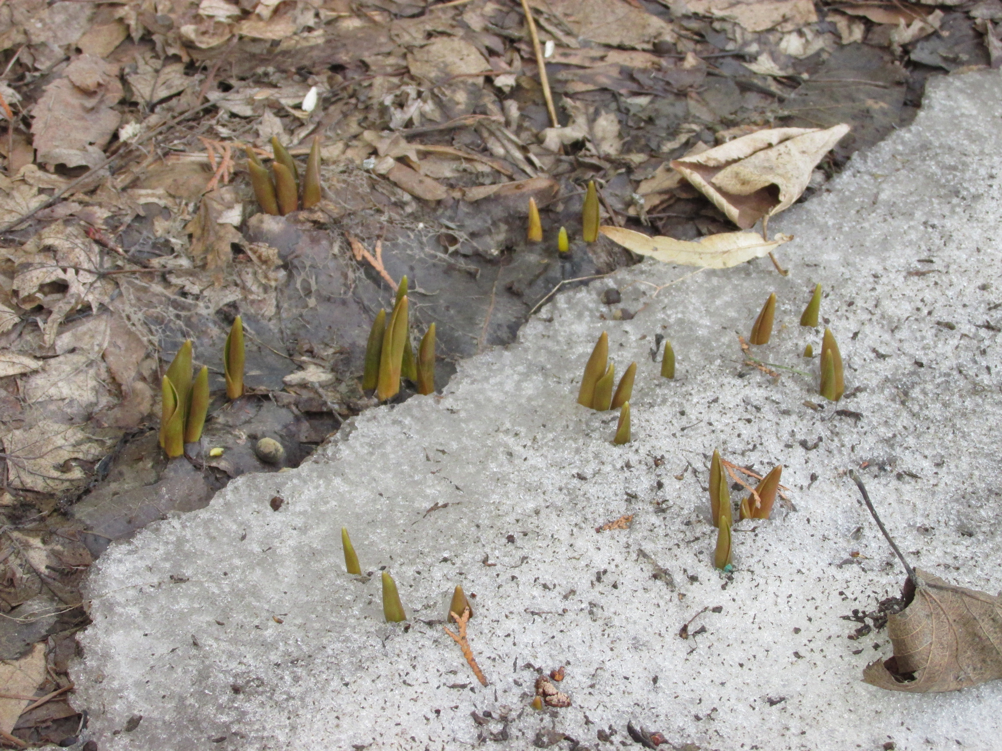 Spring is a time to enjoy each and every surprise - Vimarsana News