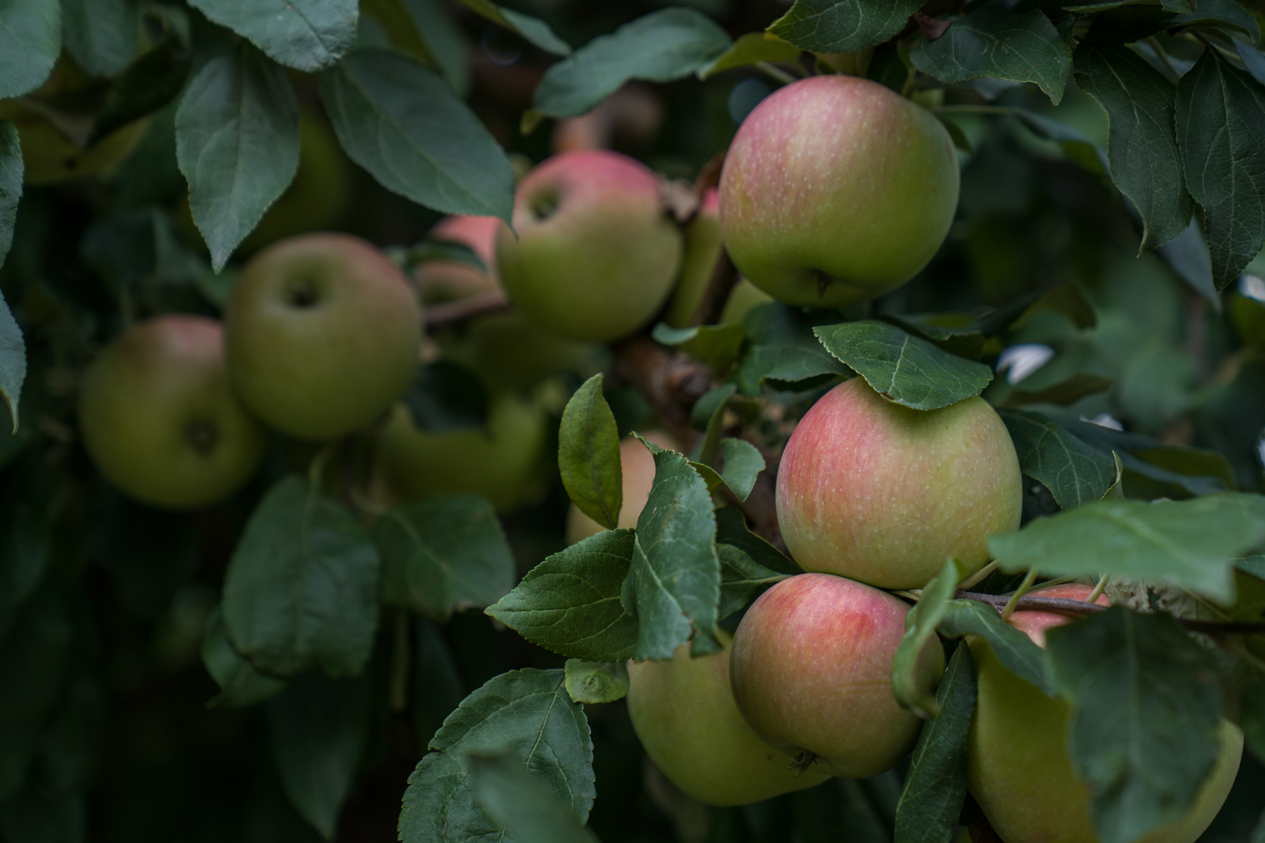 Getting your apple a day - Vimarsana News