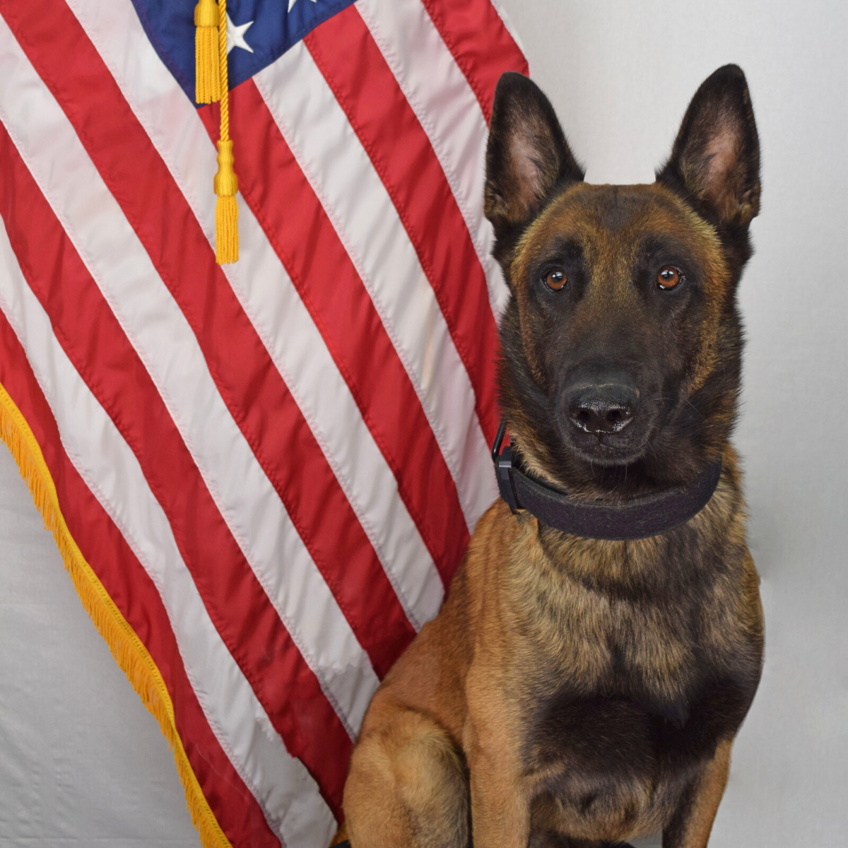 West Fargo police welcome another K-9 officer - Vimarsana News