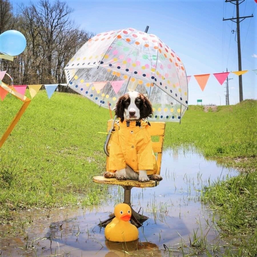 Pet friendships celebrated in Detroit Lakes - Vimarsana News