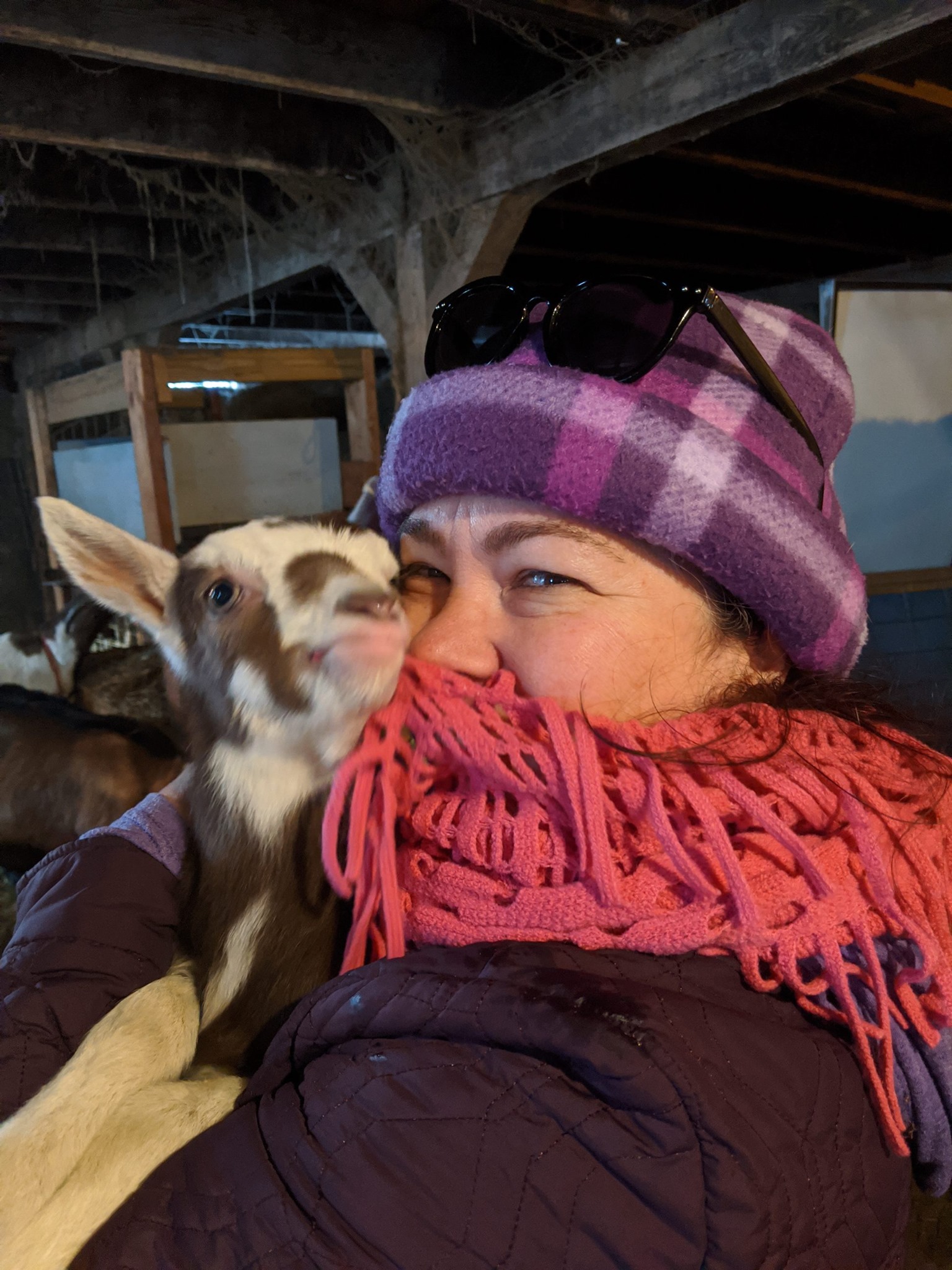 Snuggle a baby goat or ride the bull this weekend - Vimarsana News
