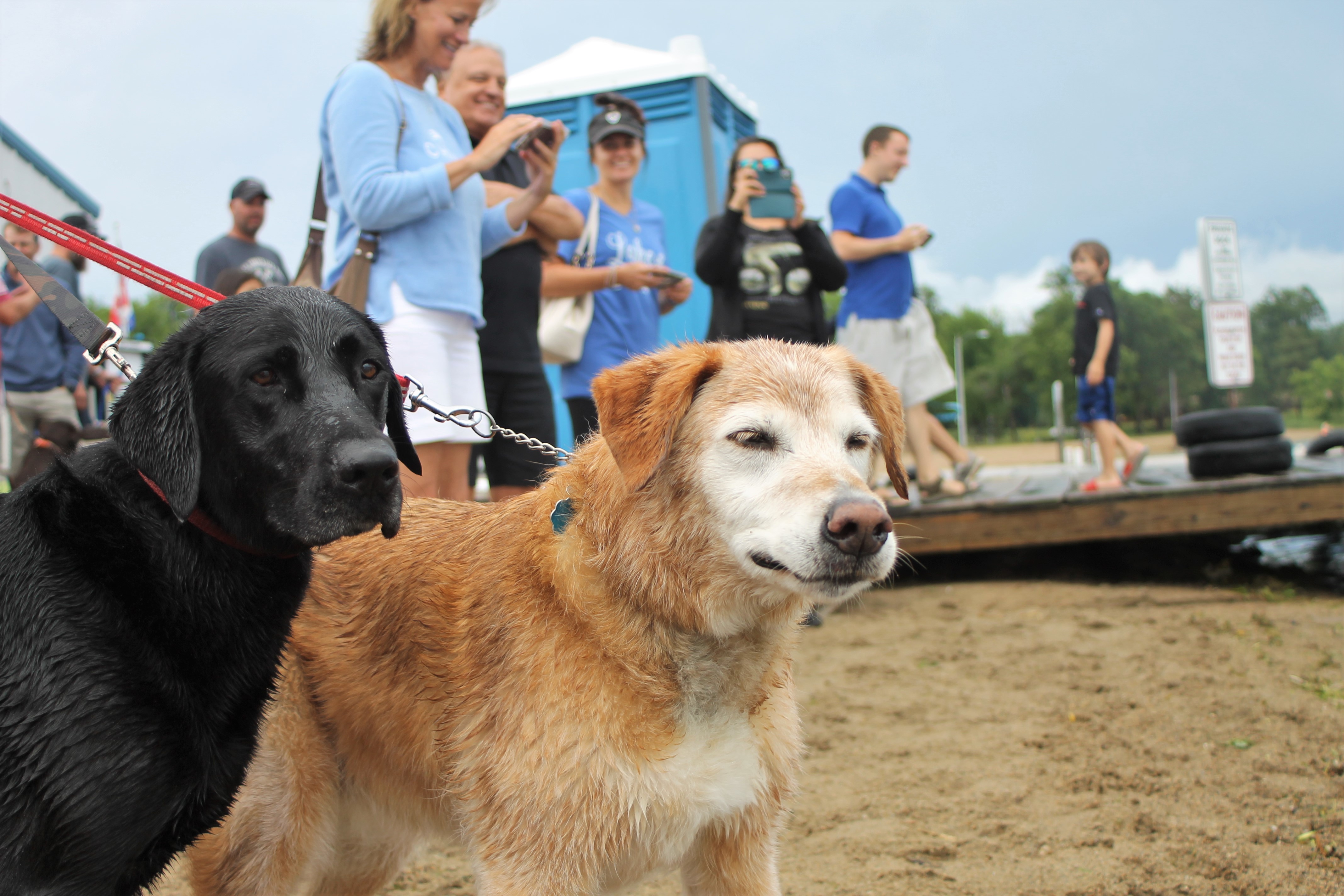 Lincoln defends title at Northwest Water Carnival's Pup Plunge - Vimarsana News