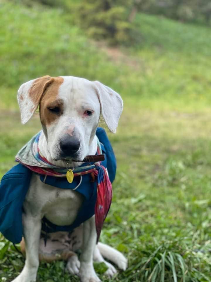 Texas mother asks North Dakota residents for help finding son's lost emotional support dog - Grand Forks Herald | Grand Forks, East Grand Forks news, weather & sports - Vimarsana News