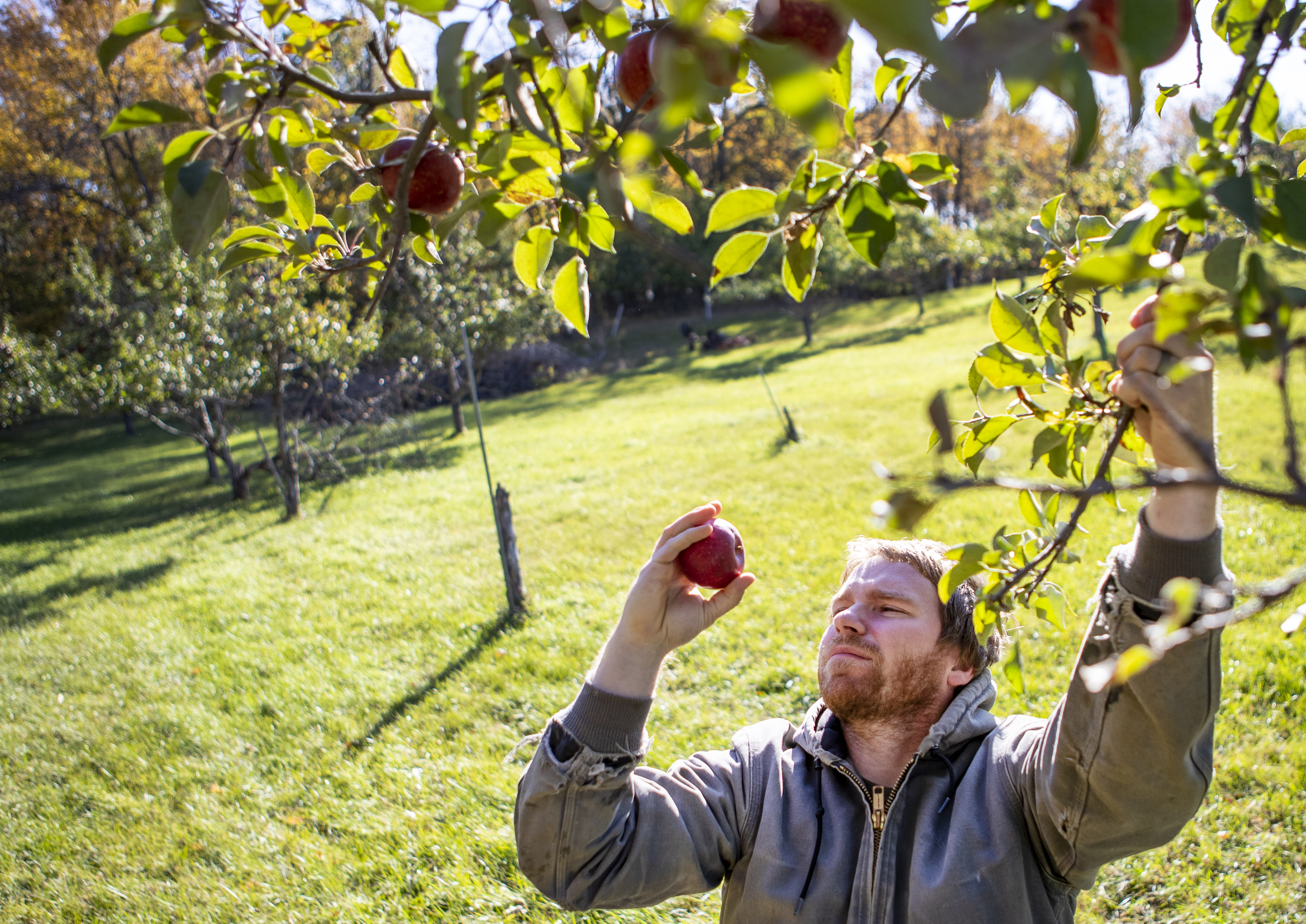 PHOTOS: Pickin' and grinnin' at New London, Minnesota, apple orchard - Vimarsana News