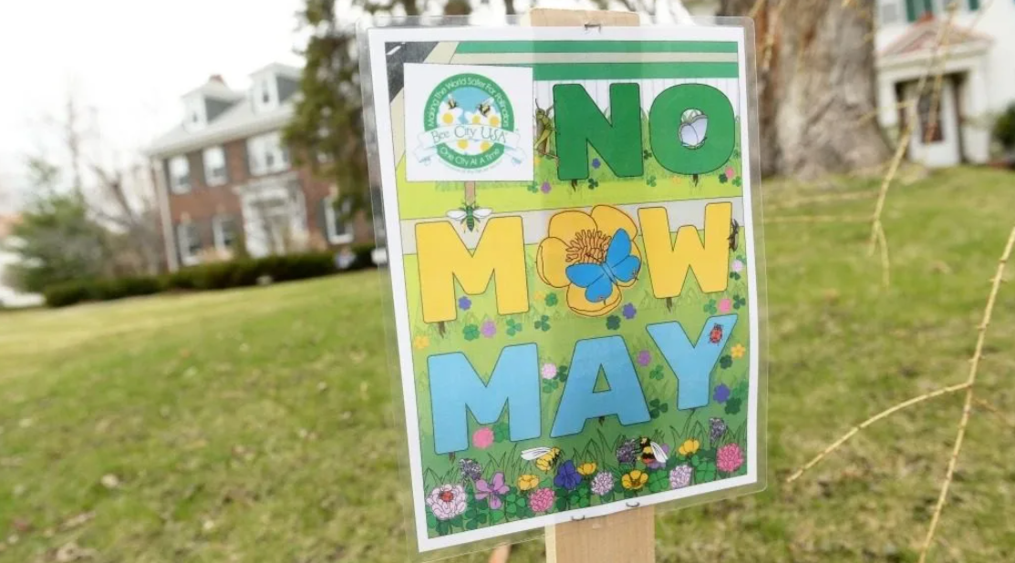 No Mow May: A way of doing more for pollinators by doing less this spring - Vimarsana News