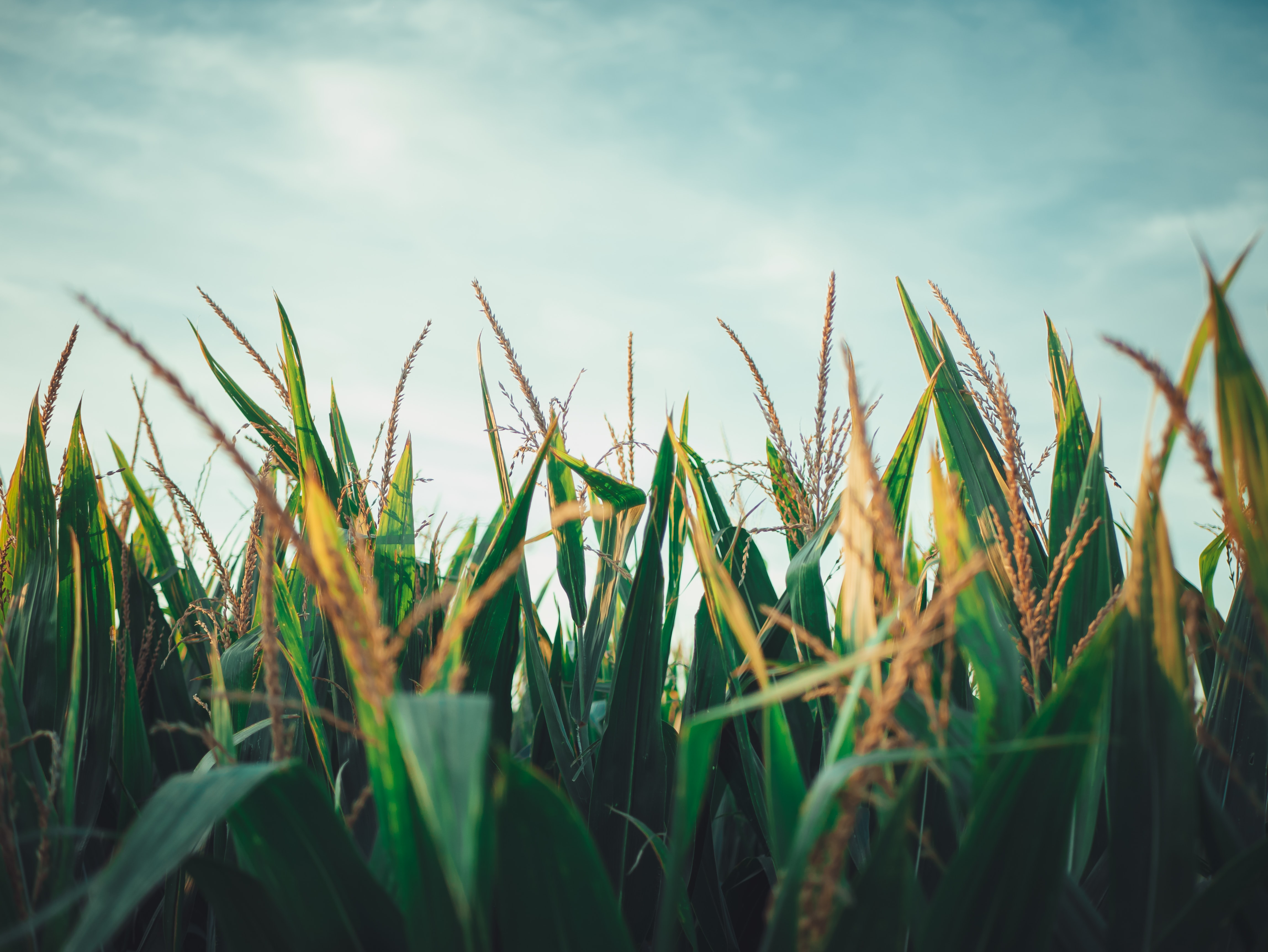 Nobles County farm land sells for $17,250 per acre at auction - Vimarsana News