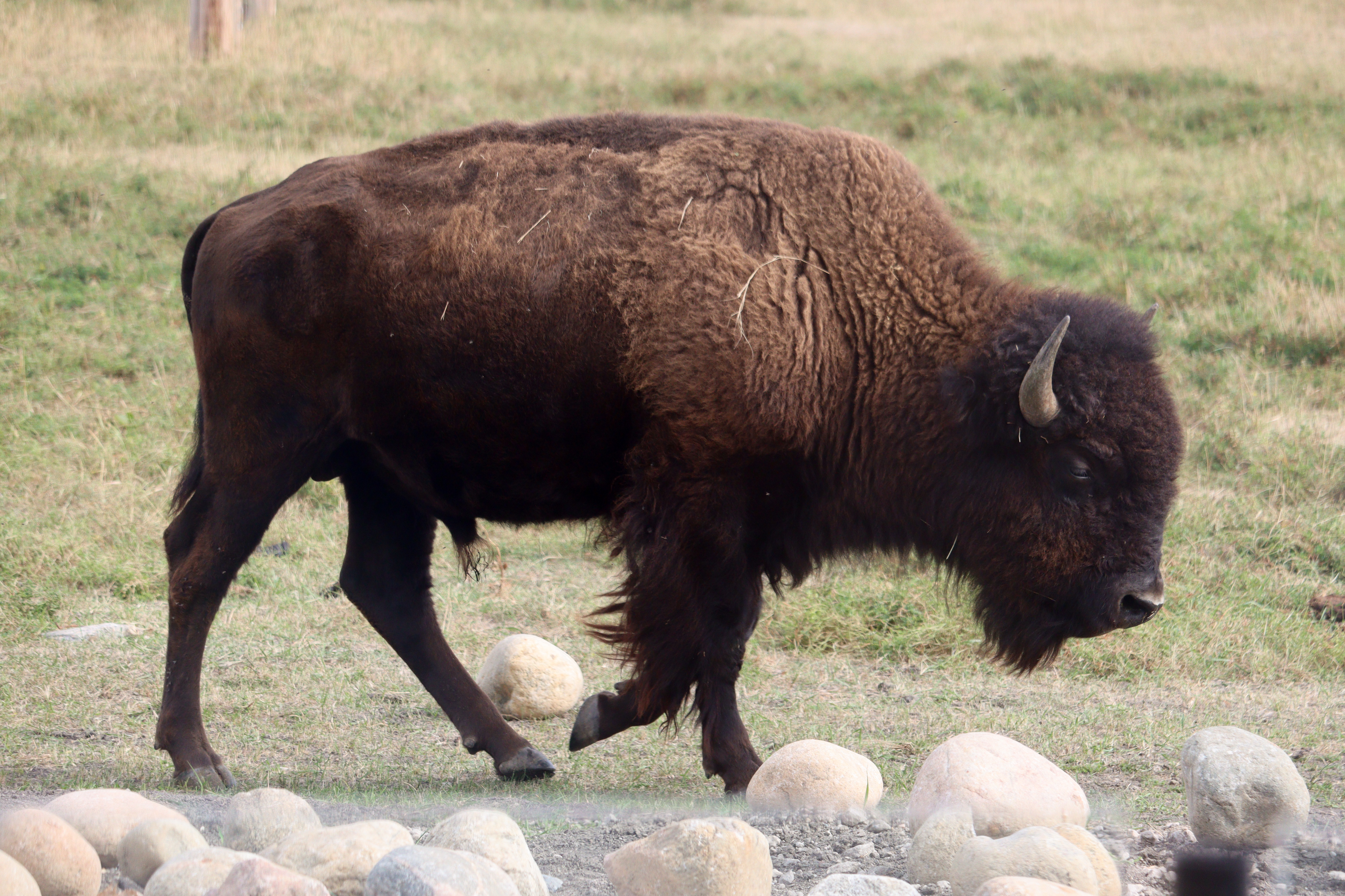 Bison bringing prairie to city this winter in new exhibit at Red River Zoo - Vimarsana News