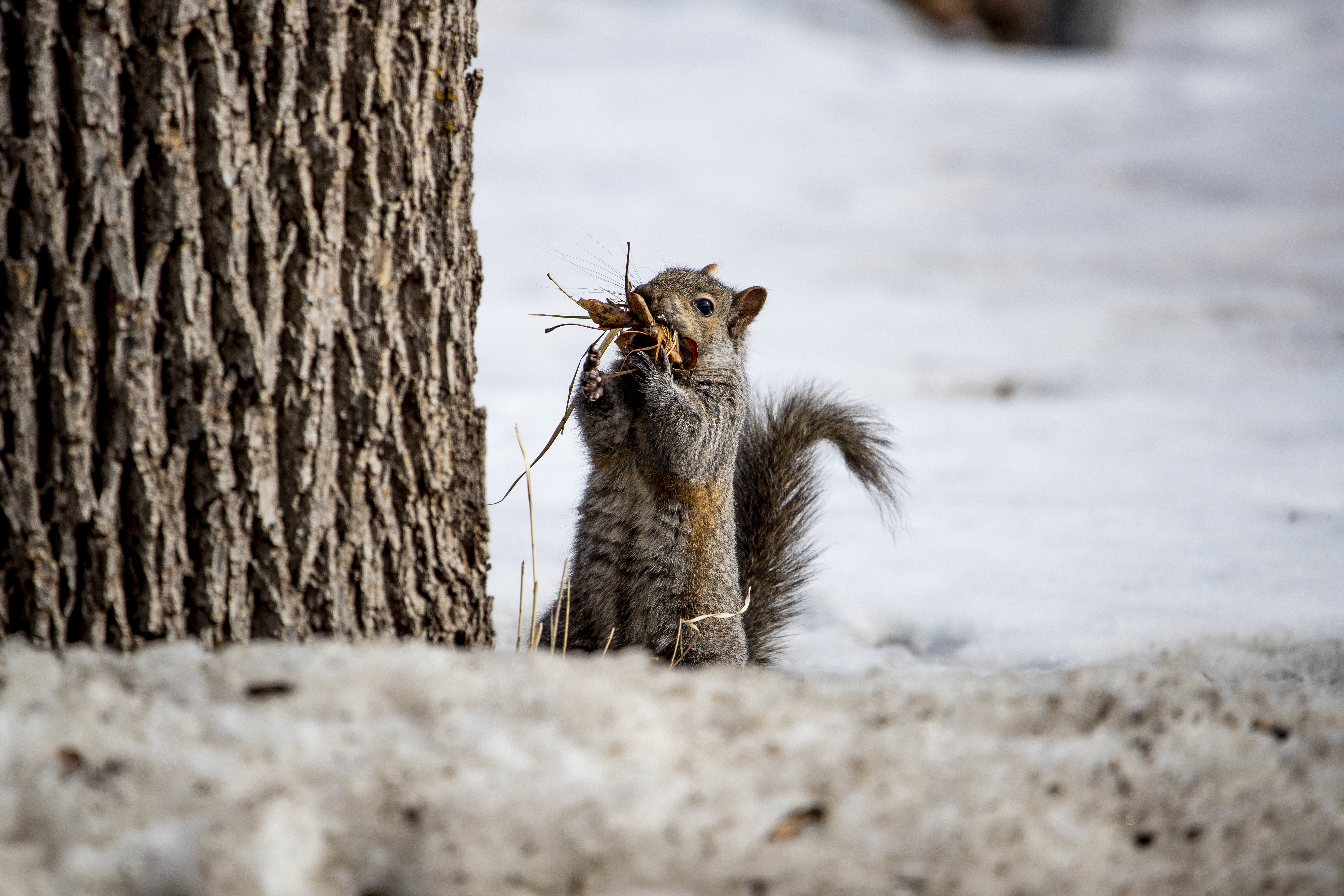Willmar Utilities had a good 2021, even with those pesky squirrels - Vimarsana News