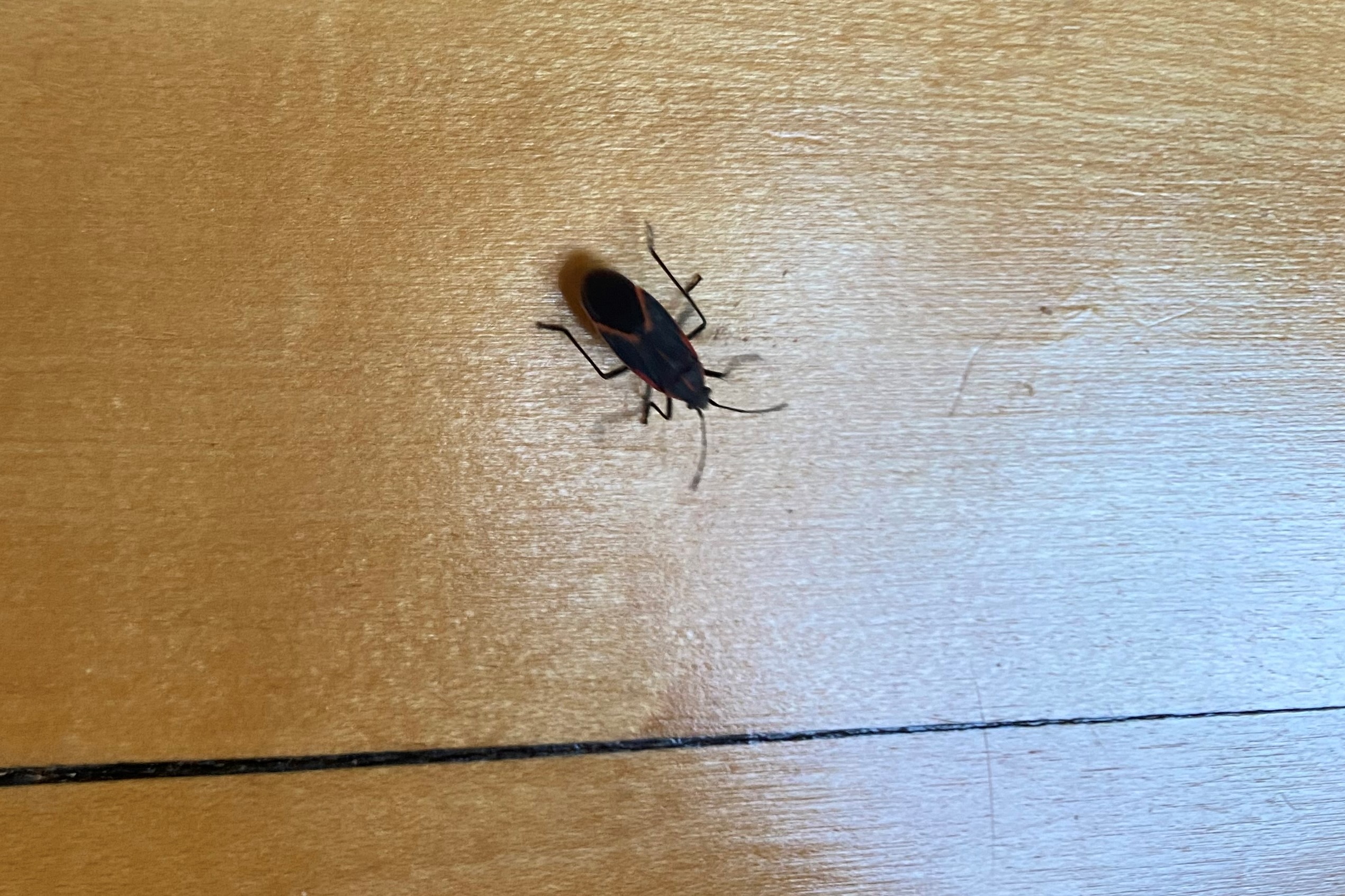 Insects are marching one by one (and more) into my house - Vimarsana News