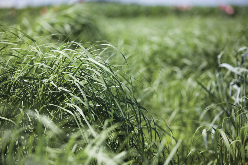 Could fuel from plants replace petroleum? Wisconsin researchers think so - Vimarsana News