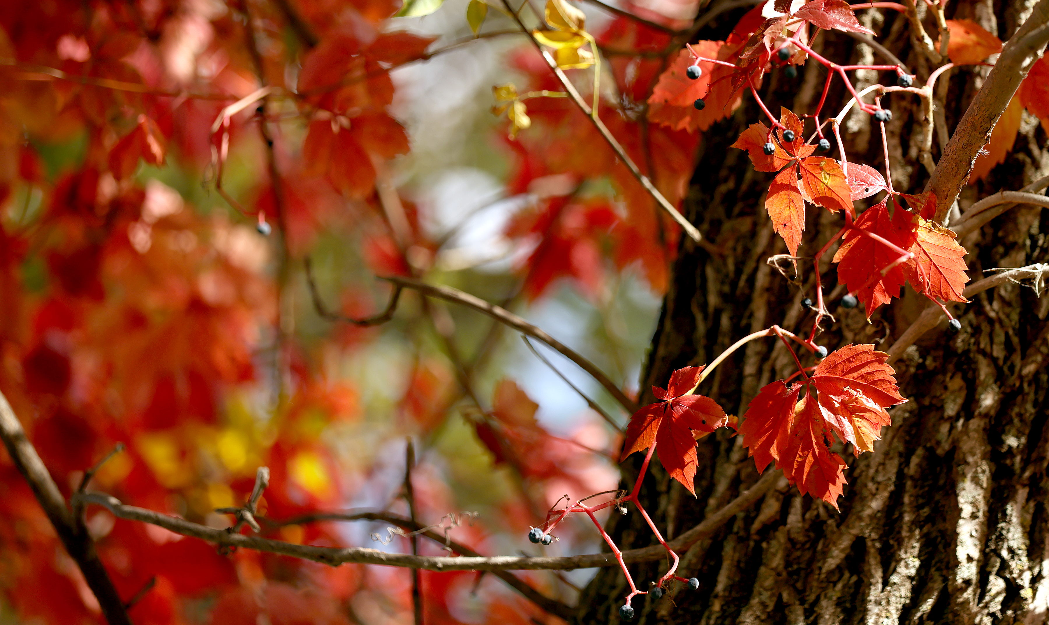 Autumn's artistry - Vimarsana News
