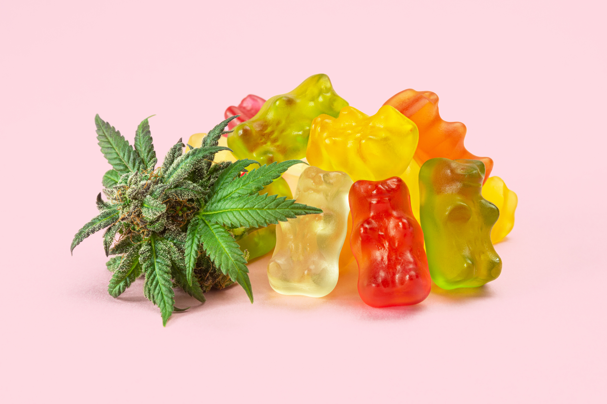 Edibles soon available through Minnesota medical cannabis program - Vimarsana News