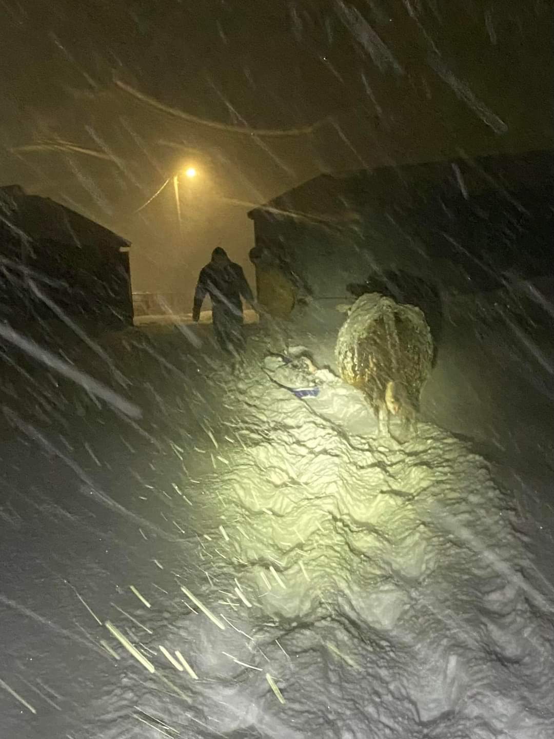 Advanced warning helped ranchers prepare for historic blizzard - Vimarsana News