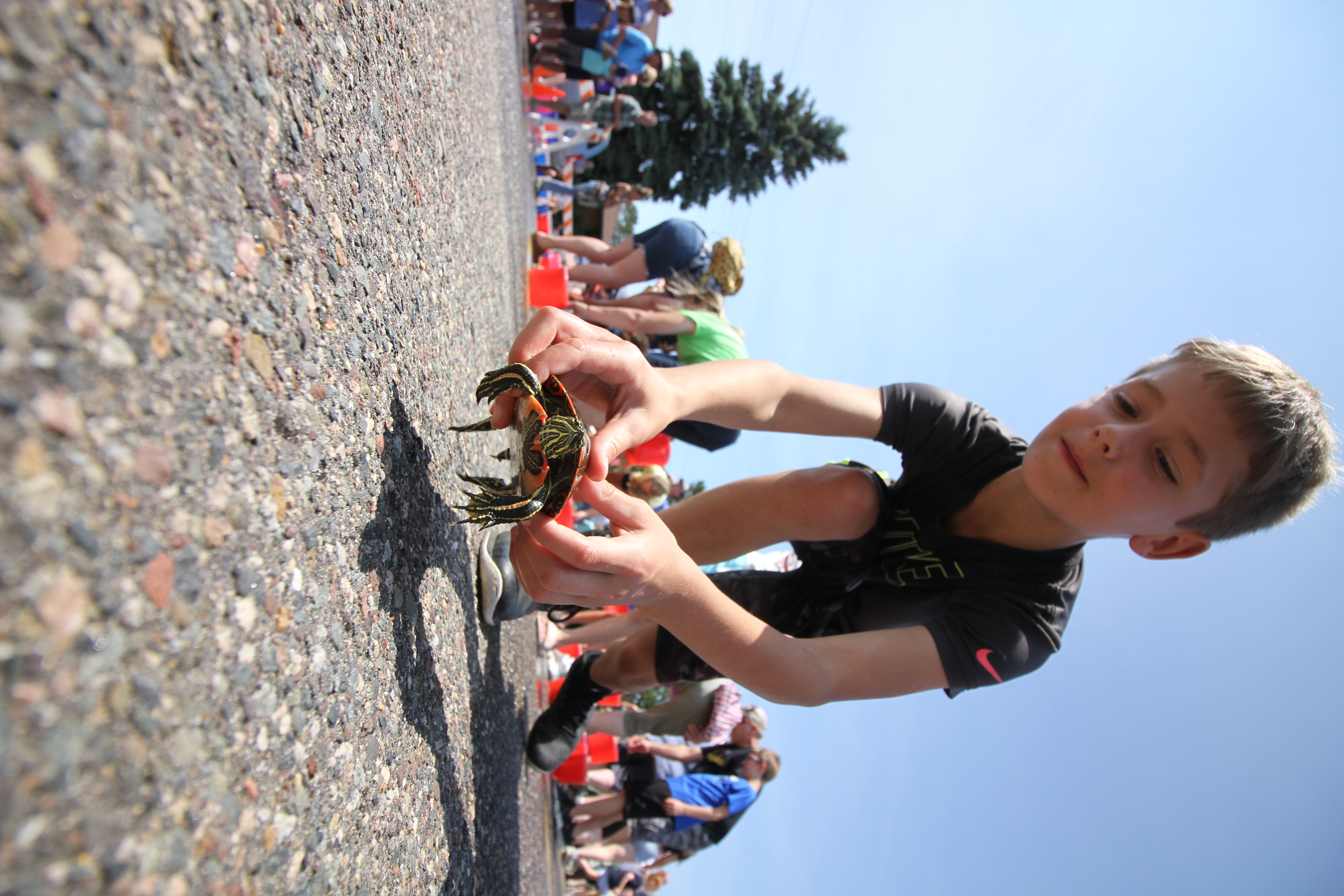 Turtles continue to saunter to the finish line in Nisswa - Vimarsana News