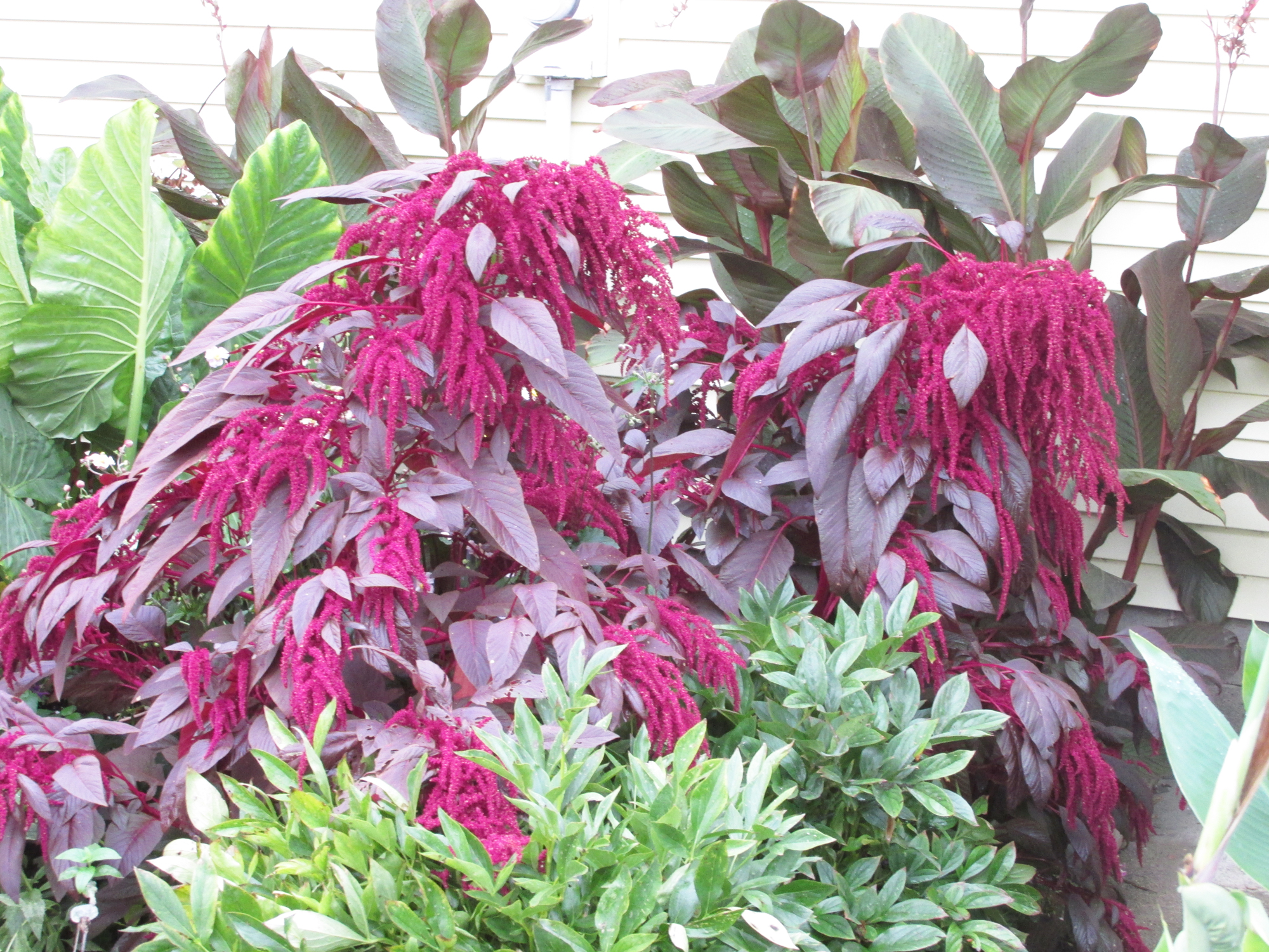 Amaranthus can make a stately backdrop - Vimarsana News