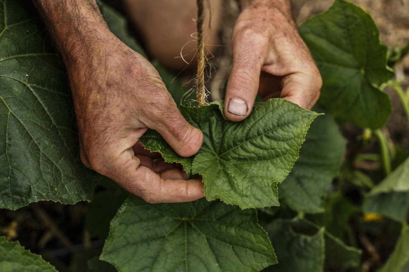 Grant program to help young Minnesota farmers proves popular - Vimarsana News