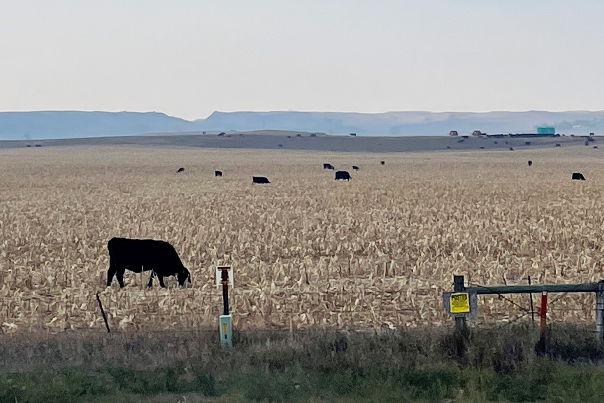 Extend the grazing season with corn stalks - Vimarsana News