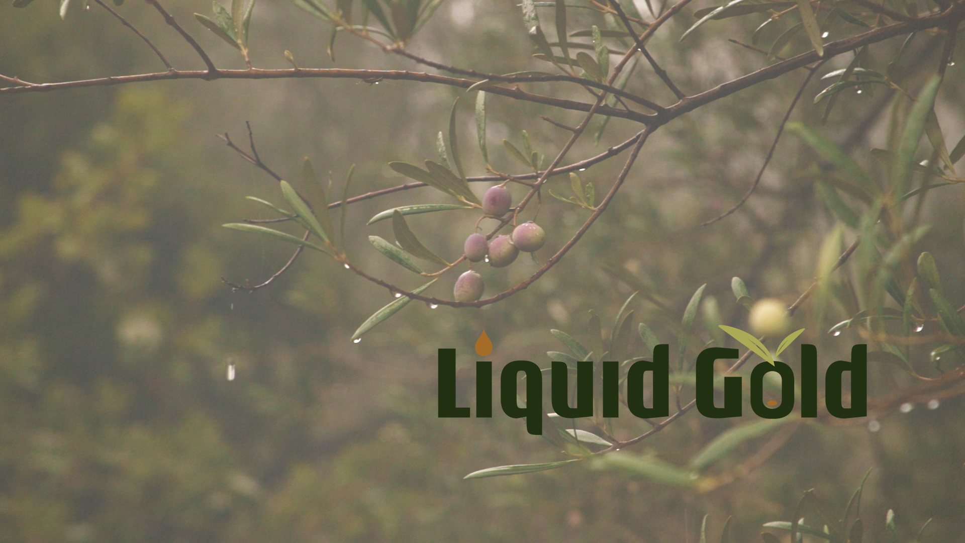 How olive oil became the lifeblood of Greece and trickled into American culture - Vimarsana News