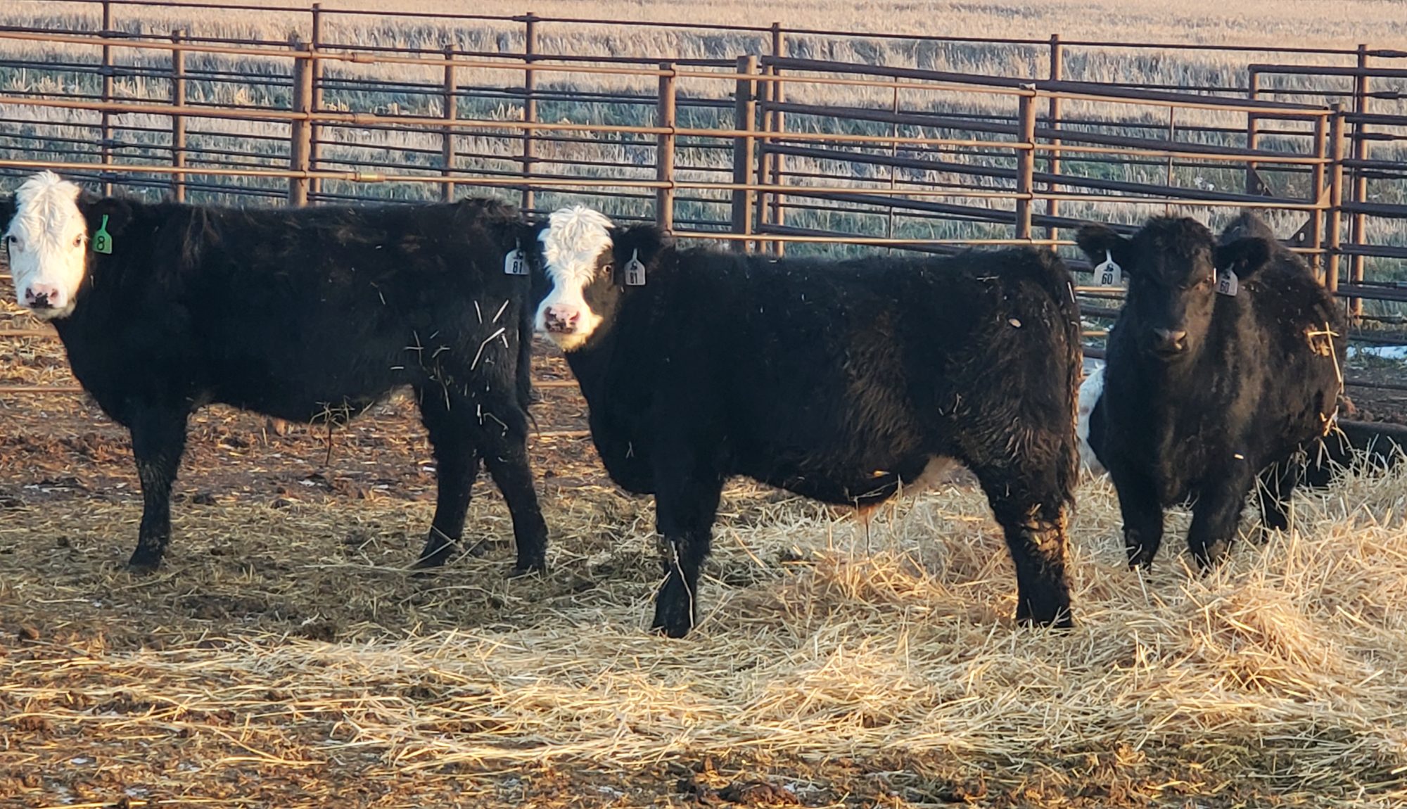 24th Annual Dakota Feeder Calf Show and Feedout set - Vimarsana News