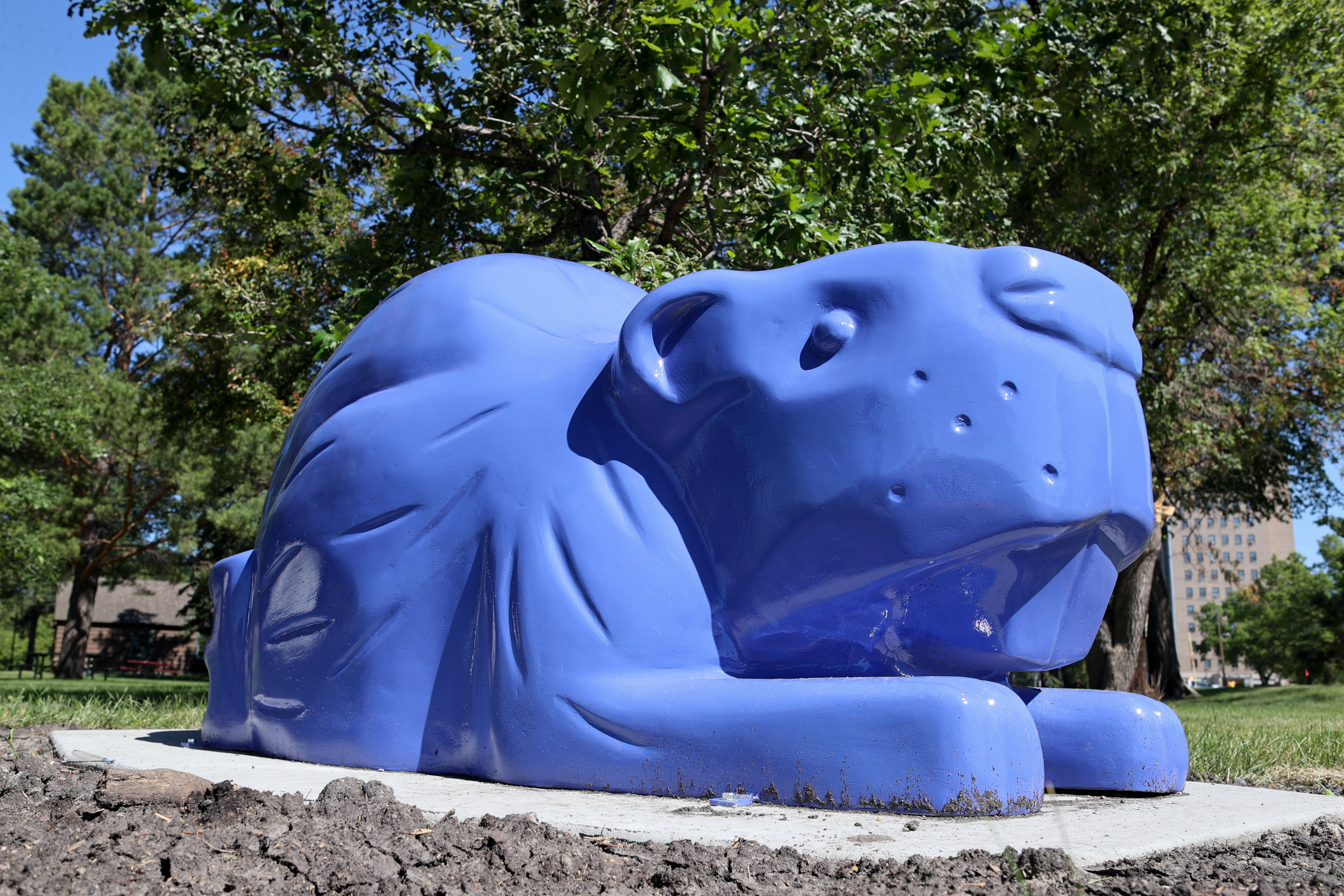 Why are blue beavers popping up in Moorhead? - Vimarsana News