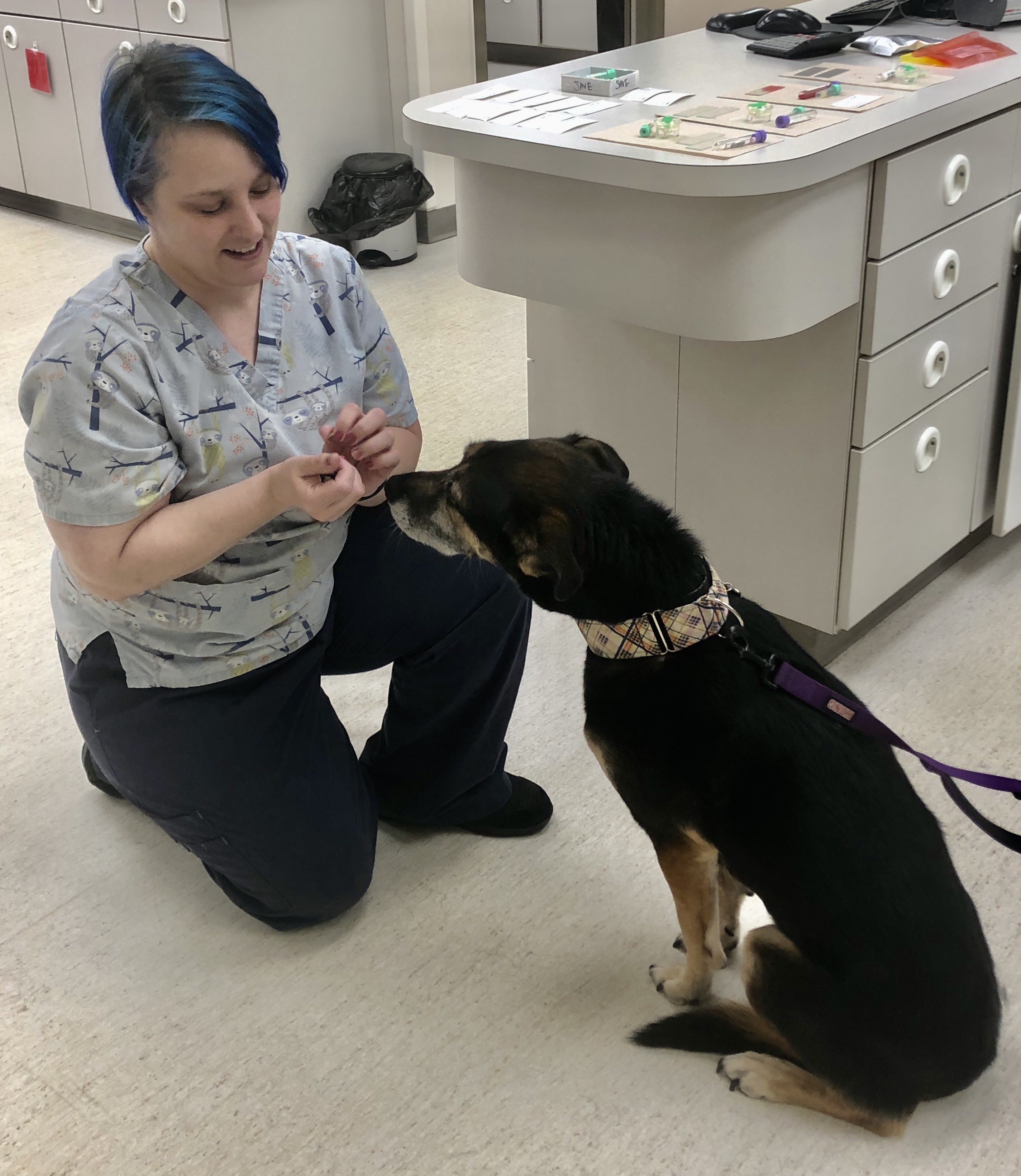 No more 'fraidy cats: North Dakota's first Fear Free vet clinic takes the pet out of petrified - Vimarsana News
