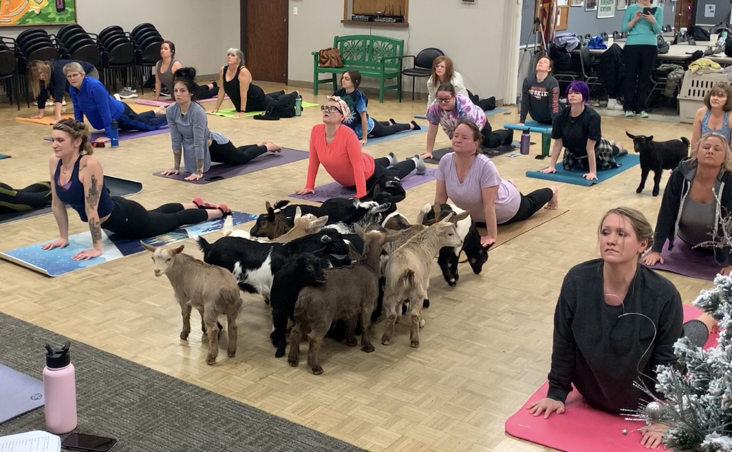 Goat yoga arrives at the Willmar Community Center - Vimarsana News