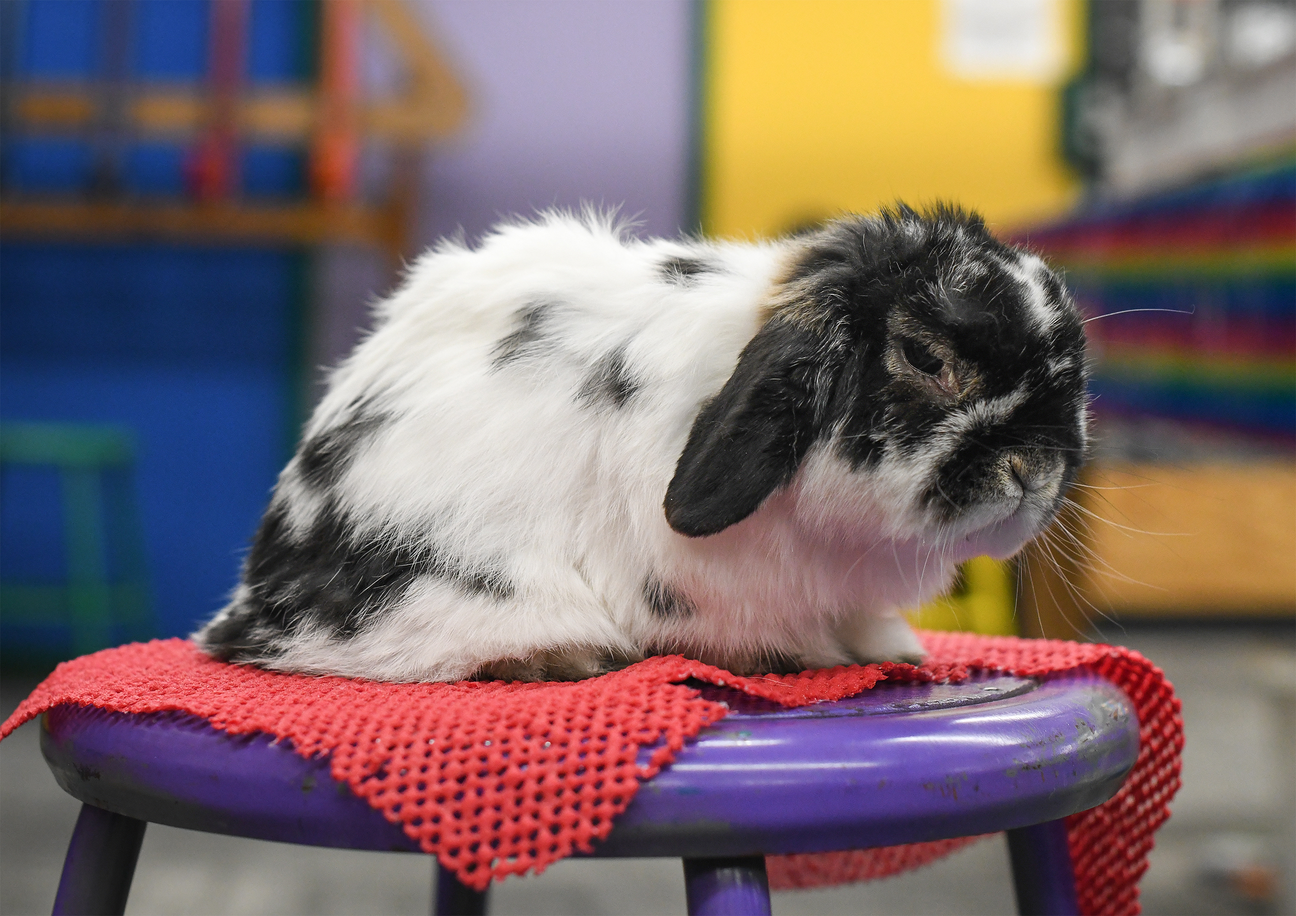 Headwaters Science Center's famed rabbit to hop into retirement - Vimarsana News