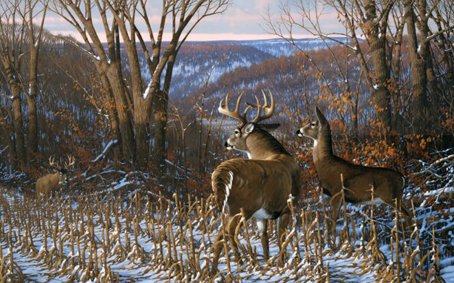 Wildlife painter and Wilmont native Michael Sieve publishes book - Vimarsana News