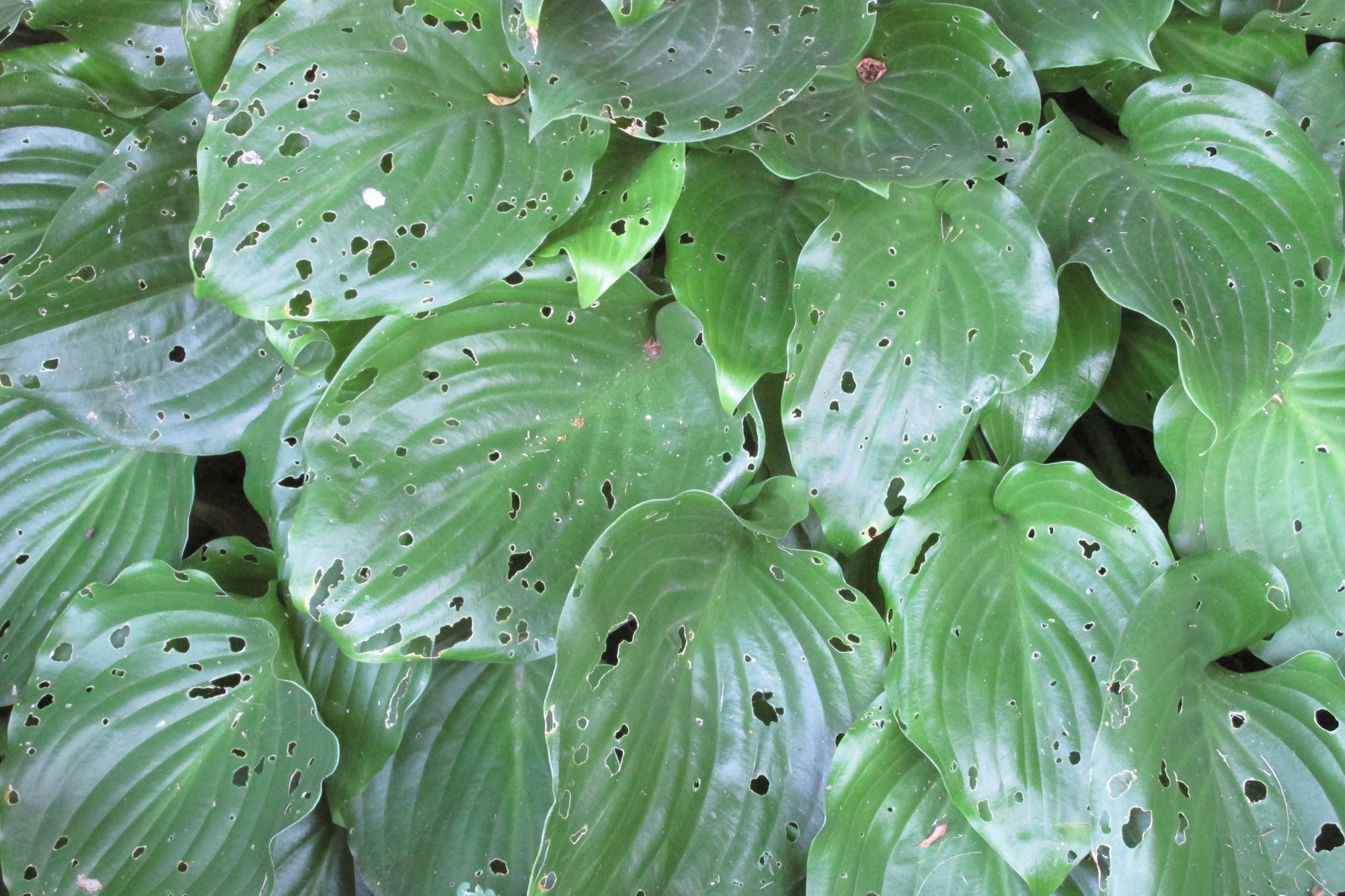 Slugs are starting to appear in the garden - Vimarsana News