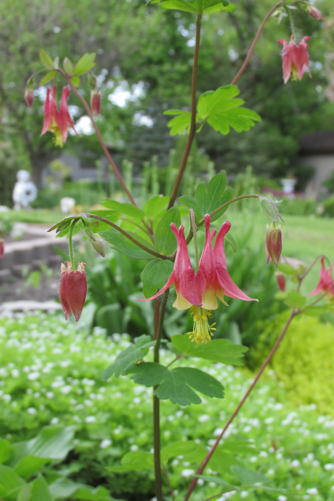 Columbines a 'happy flower' for the garden - Vimarsana News