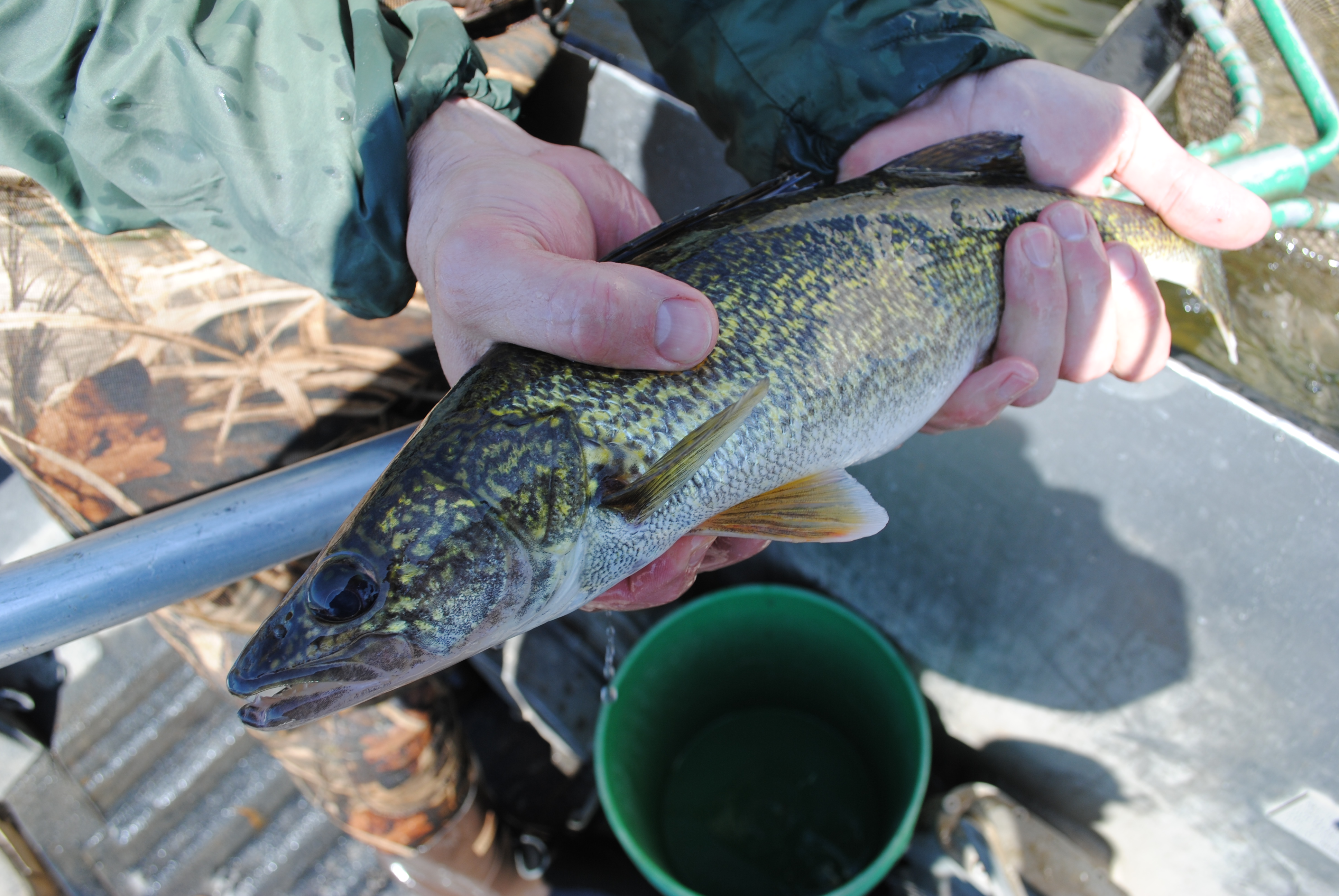 Prairie Gold: Southern Minnesota waters hold very good populations of walleye - Vimarsana News